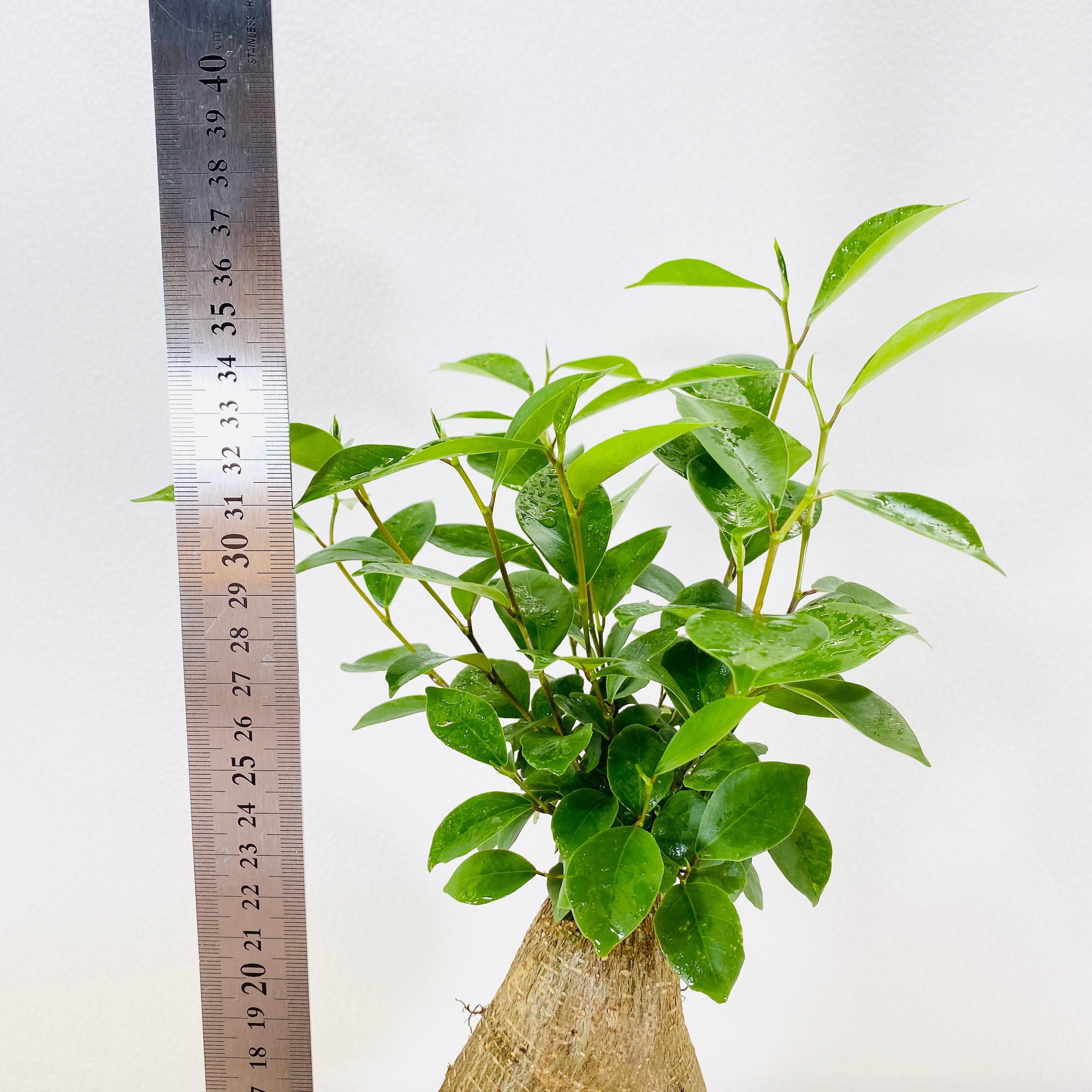 ガジュマル33 ガジュマル・多幸の木 [観葉植物・1点もの ガジュマル33 ガジュマル・多幸の木 [観葉植物・1点もの
