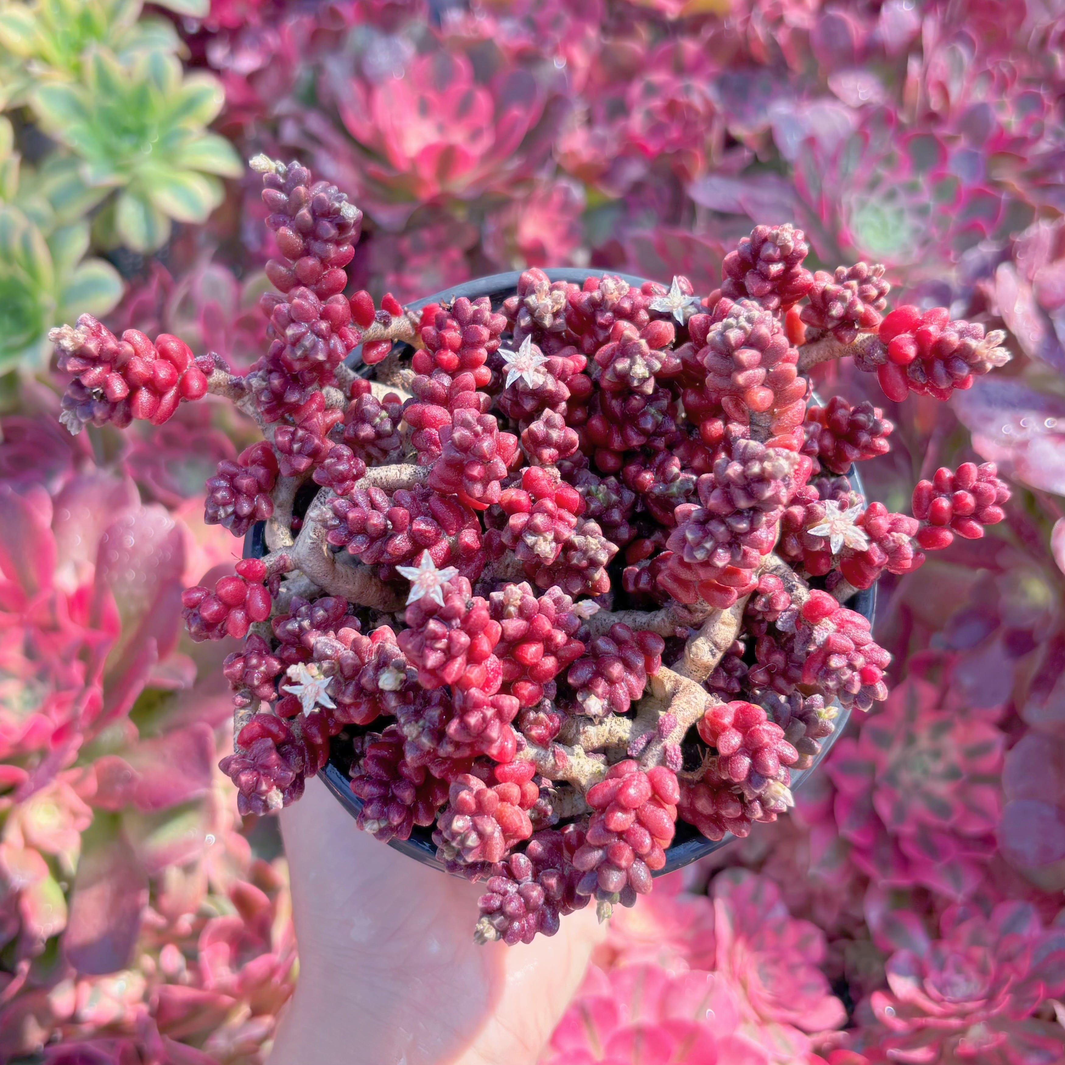 現品　珊瑚礁#K107　新入荷　るる農園