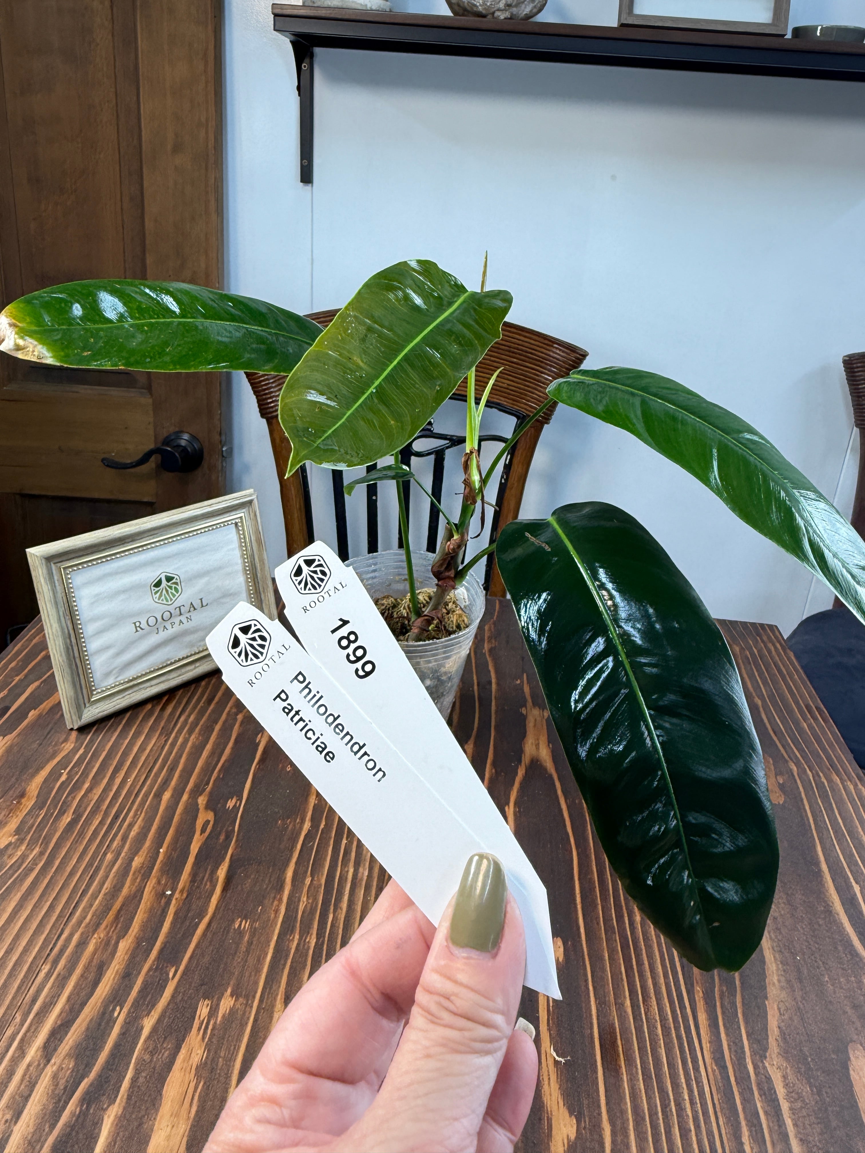 ★1899【流れる葉姿】フィロデンドロン パトリシアエ(10cm口径ポット)