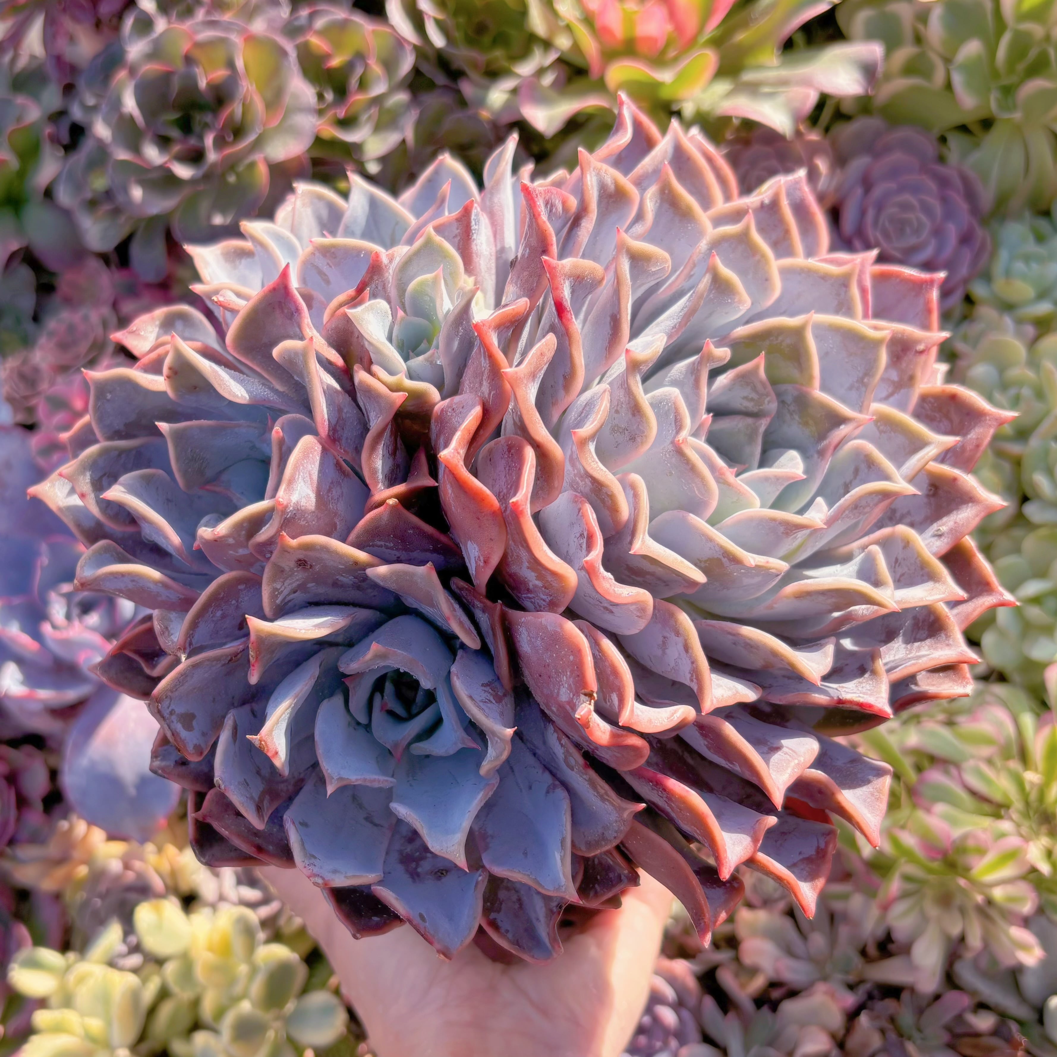 現品　Echeveria 'Lucila'#748　特特特大群生　新入荷　るる農園