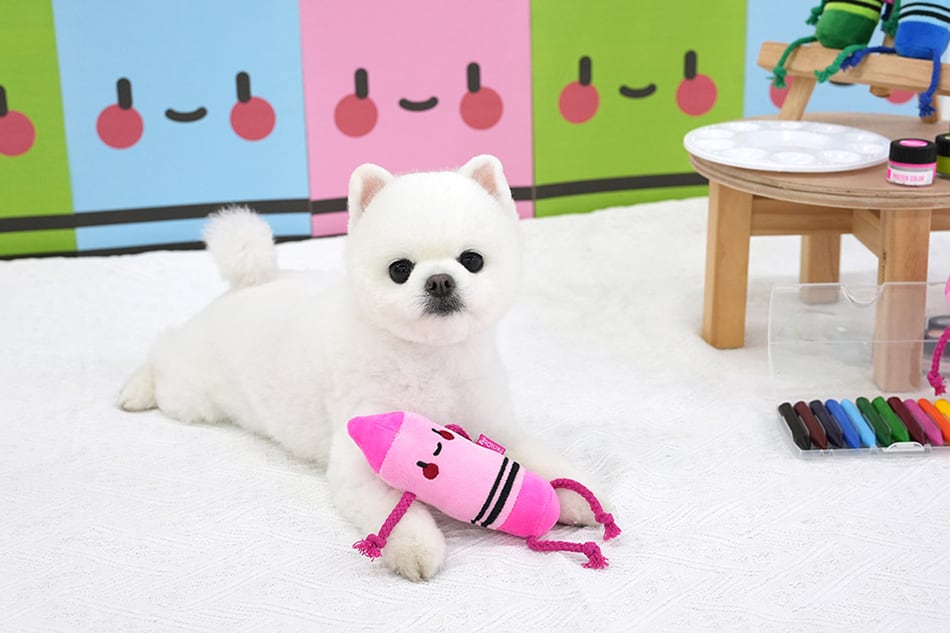 crayon toy / ペット 犬 おもちゃ 噛む 音が鳴る ロープ 知育玩具 鳴き笛入り 可愛い わんちゃん おもちゃ ストレス解消 韓国 ペット用品 toy18