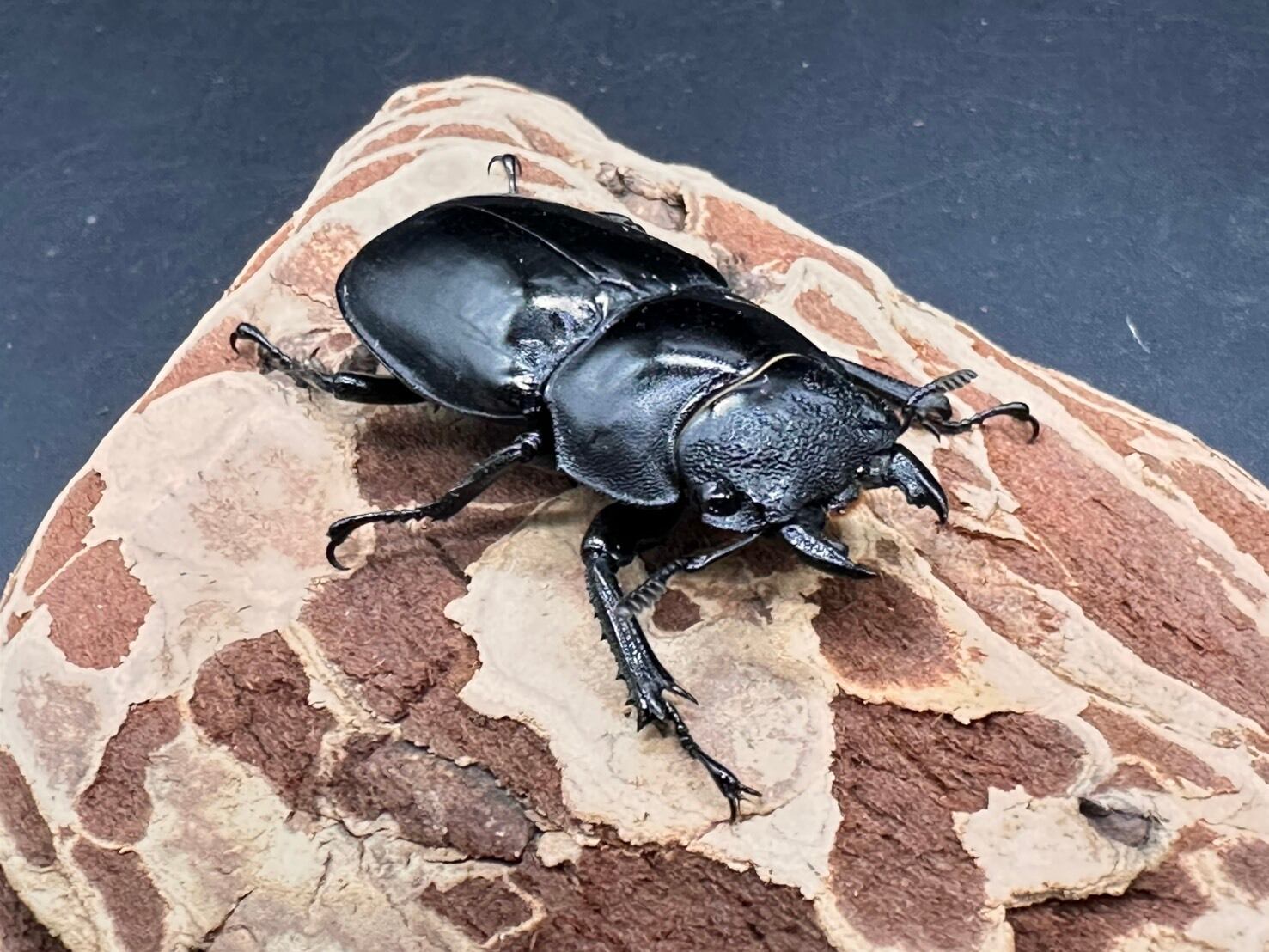 CBF1】《サヌチフタマタクワガタ（0174） ♂ 78mm /♀フリーペア