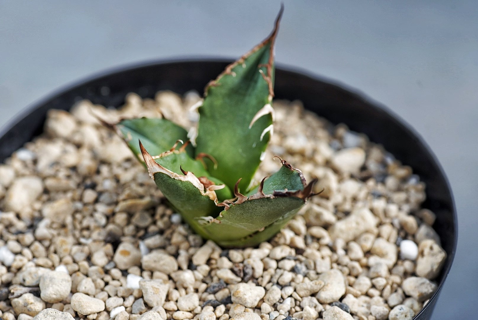 国内発送 Agave Titanota CAESAR シーザー アガベ チタノタ 子株 植物