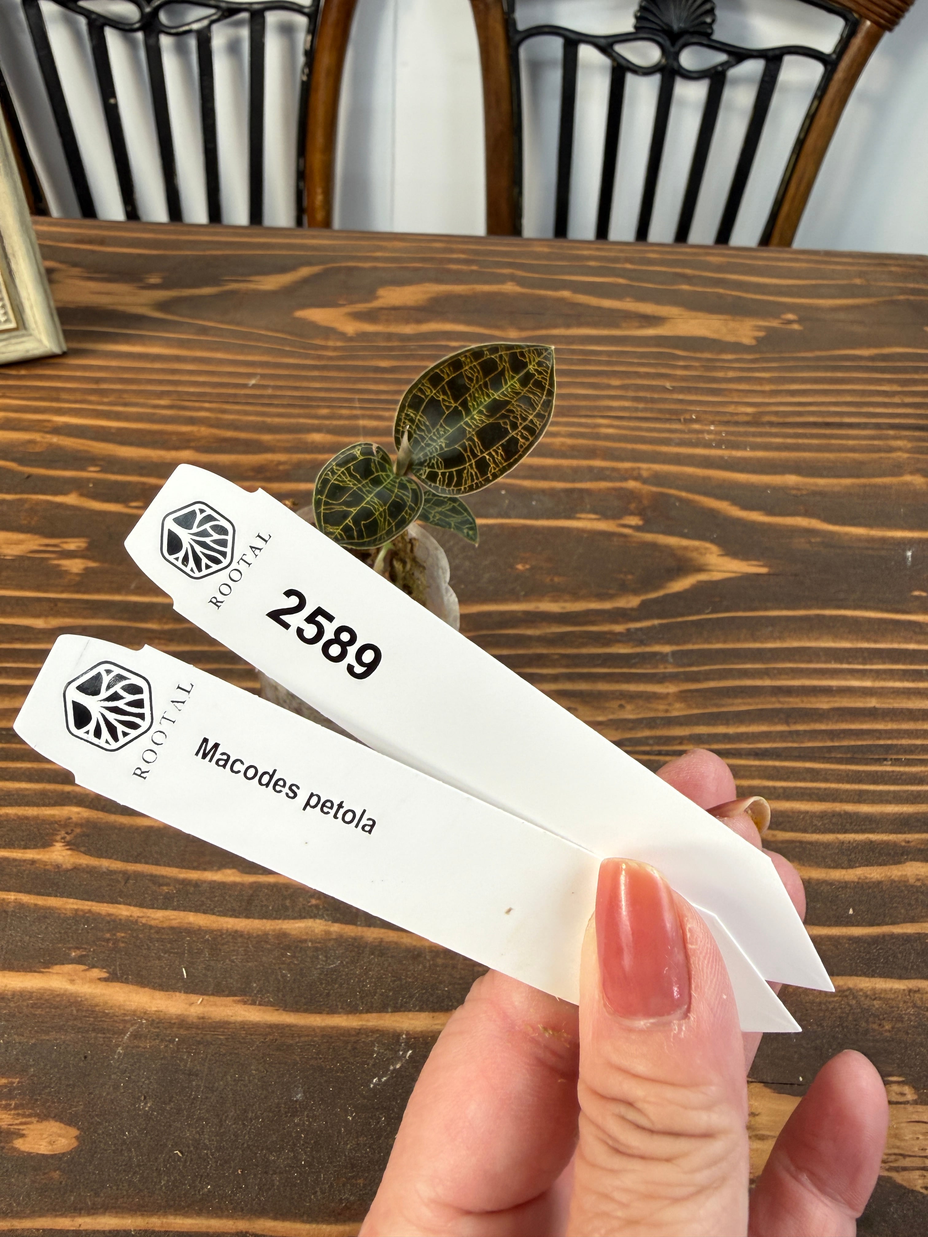 ★2589【光る葉脈】マコデス ペトラ(口径5㎝ポット)