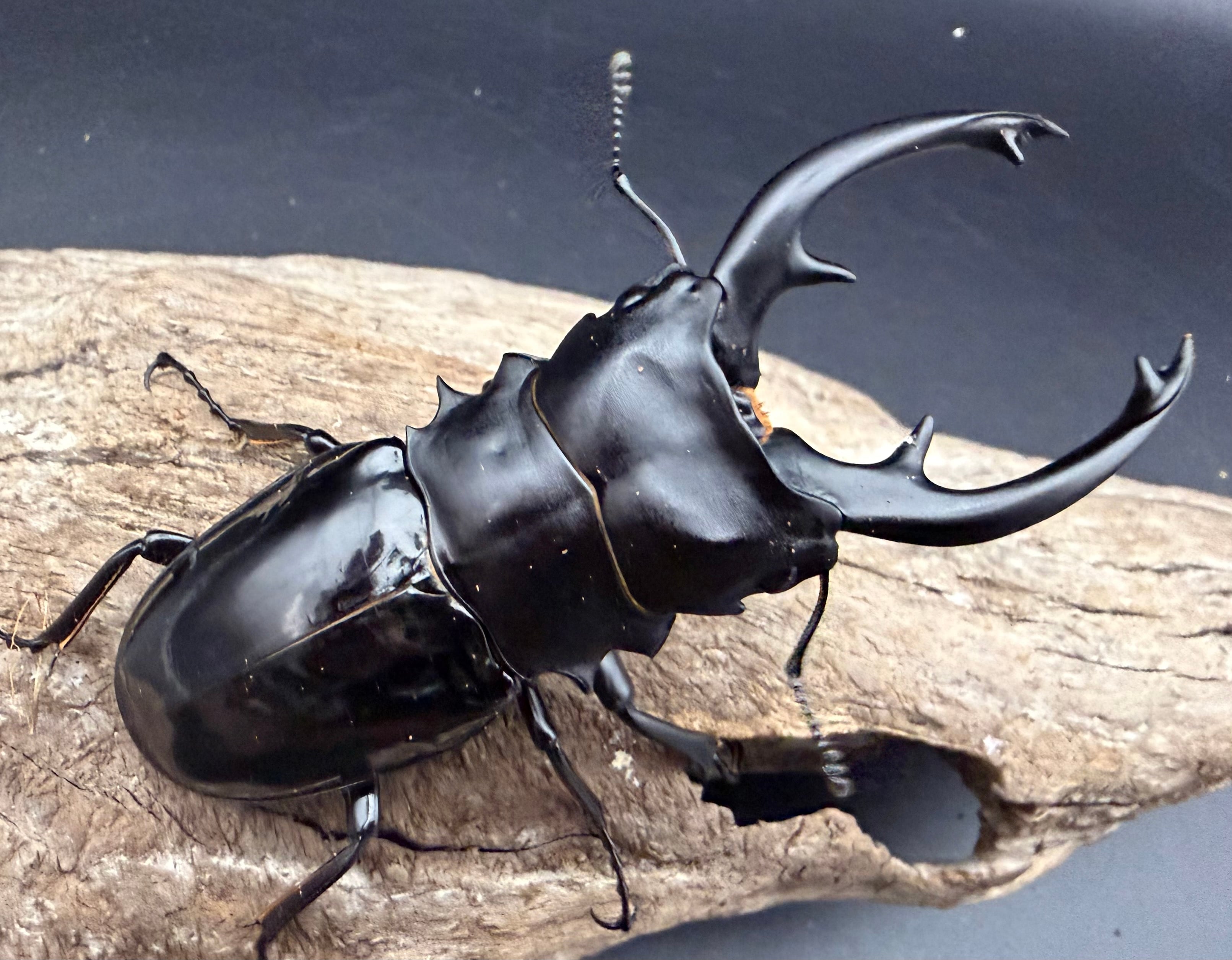 ツヤクワガタの仲間 | KPW公式オンラインショップ