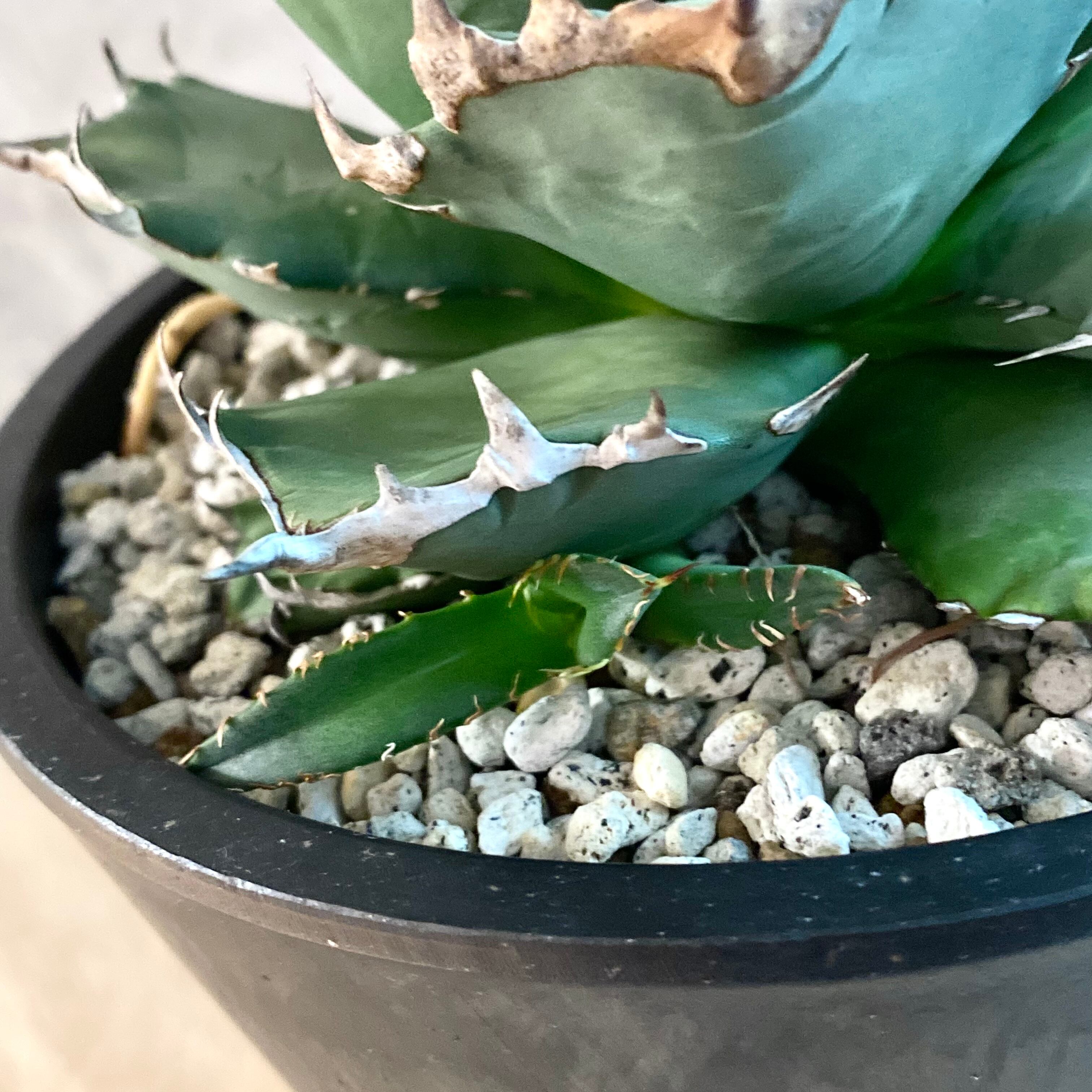 agave titanota 農大/アガベ チタノタ 農大 【子株3付き】【観葉植物】【多肉植物】【インテリア】【鉢込み発送】【発根済】【美株】