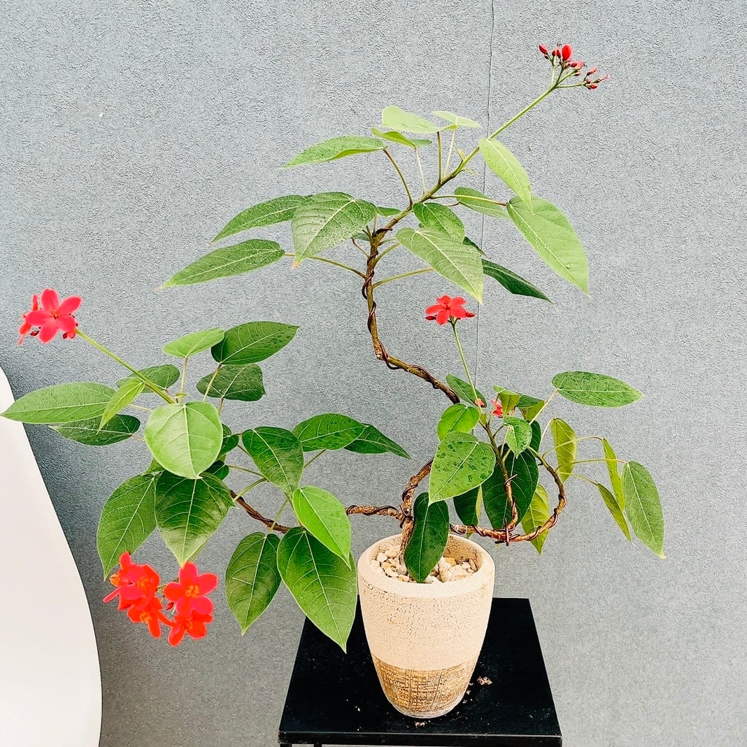 現品］85番 ドラセナ コンシンネ レインボー 観葉植物 室内 8号