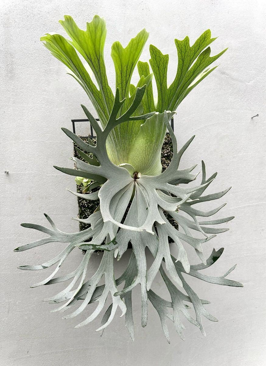 P. 'Celso' × 'Yellow Moon Dwarf' sporing ビカクシダ セルソ