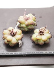 カット苗 ブラックモンロー Echeveria 'Black Monroe'