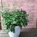 寄せ植え　ギャラクシー