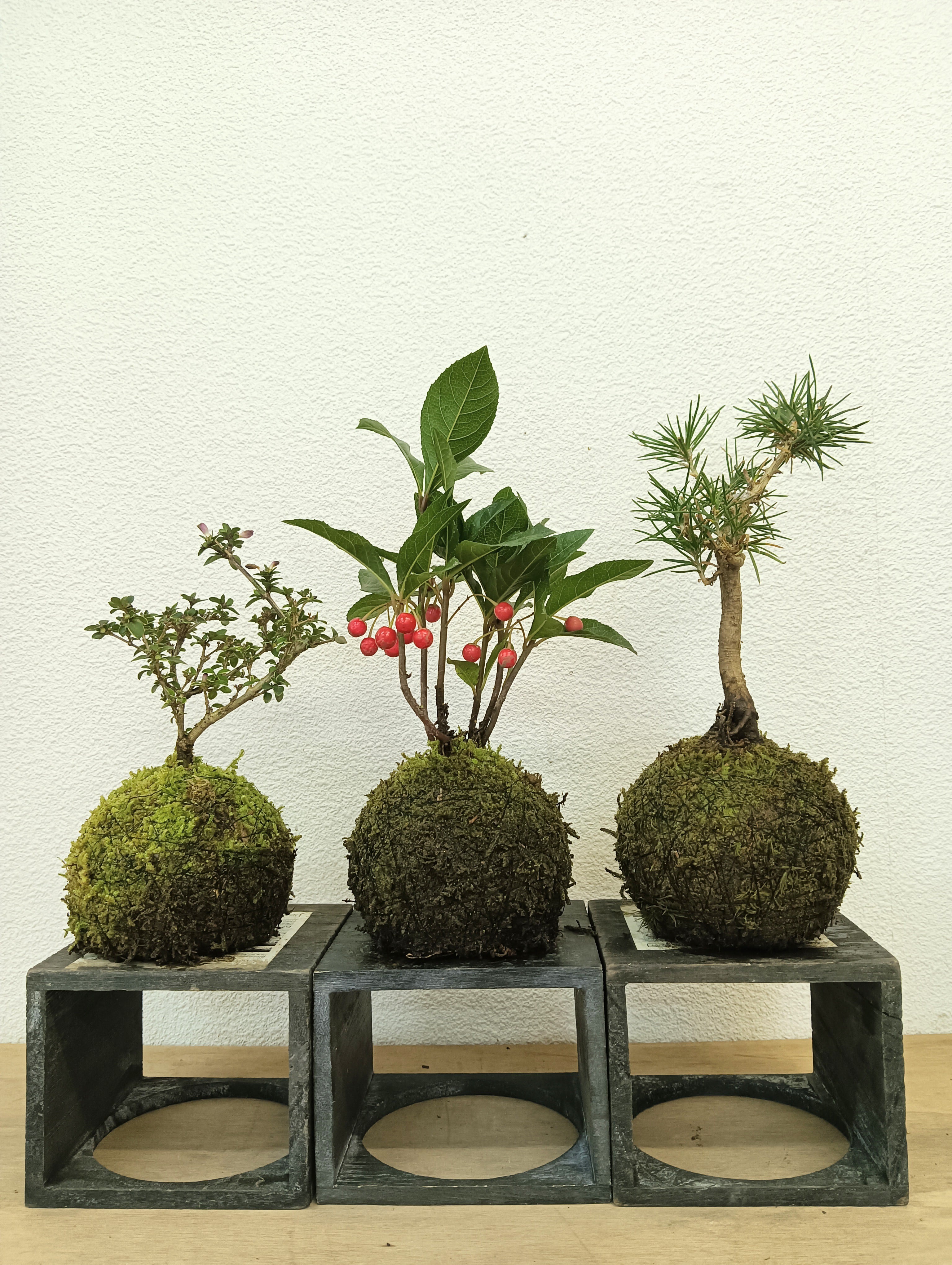 NORA spin off ノラスピンオフ ～阿賀の苔玉～ 旅する苔玉屋 苔玉・苔