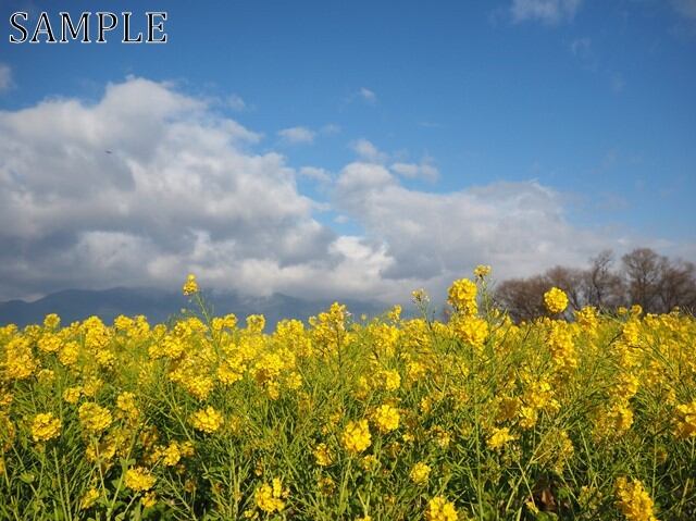 カンザキハナナ　JPEG (4)