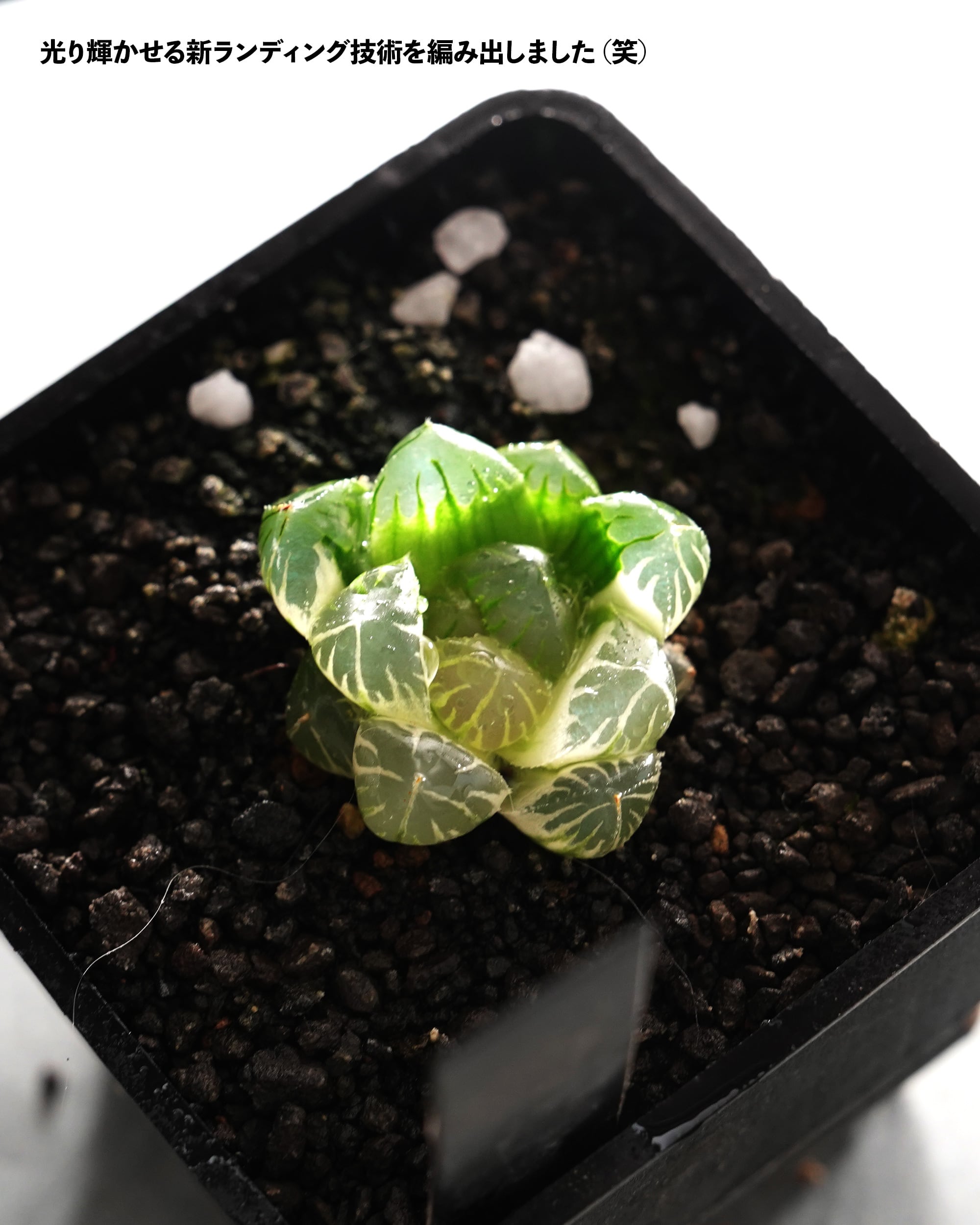 H*C様 1.多肉植物 ハオルチア オブツーサ錦 水中月錦 糊斑 鮮明錦 25株