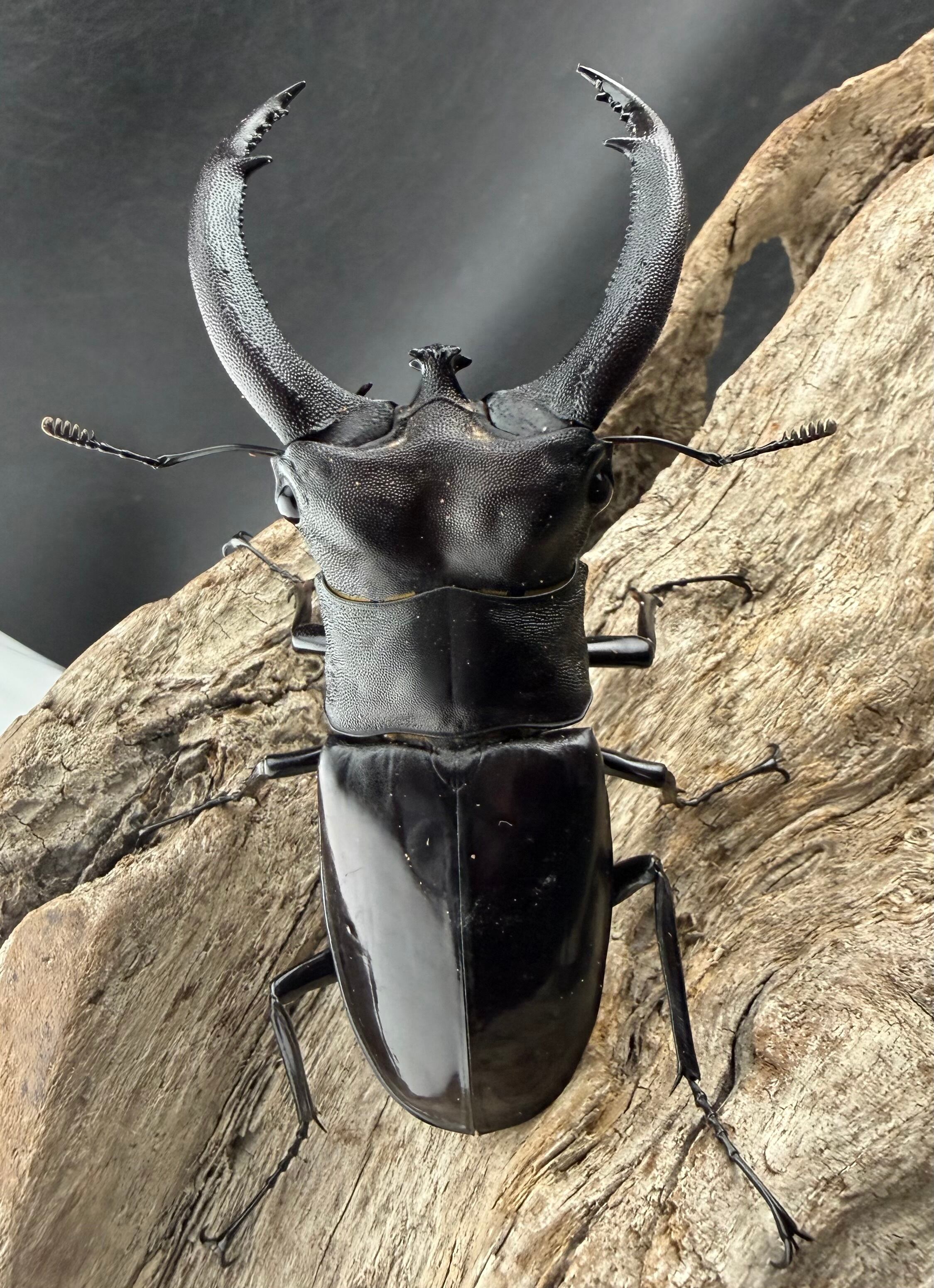 WD】大型《リノケロスフタマタ 97mm ペア》 | KPW公式オンラインショップ