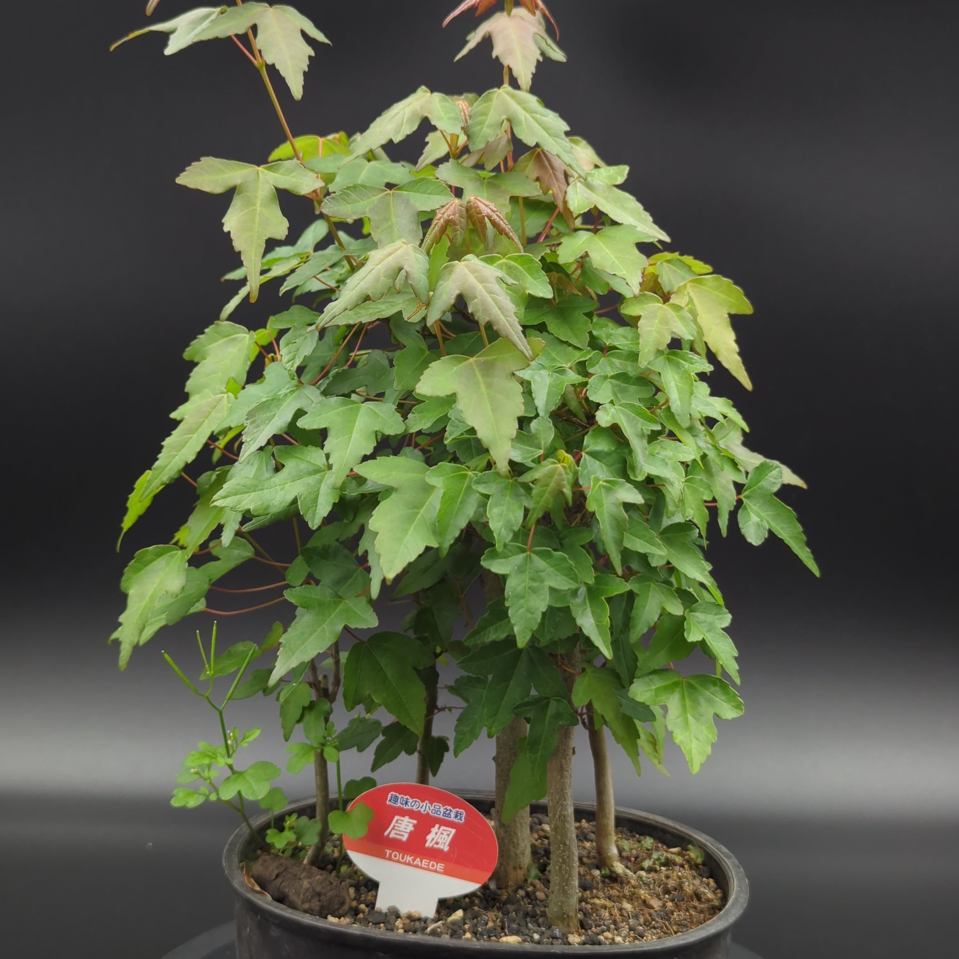 楓 小品盆栽 ミニ盆栽 盆栽 ミニ盆栽 「楓 挿し木3年生」 カエデ かえで 小品 葉物