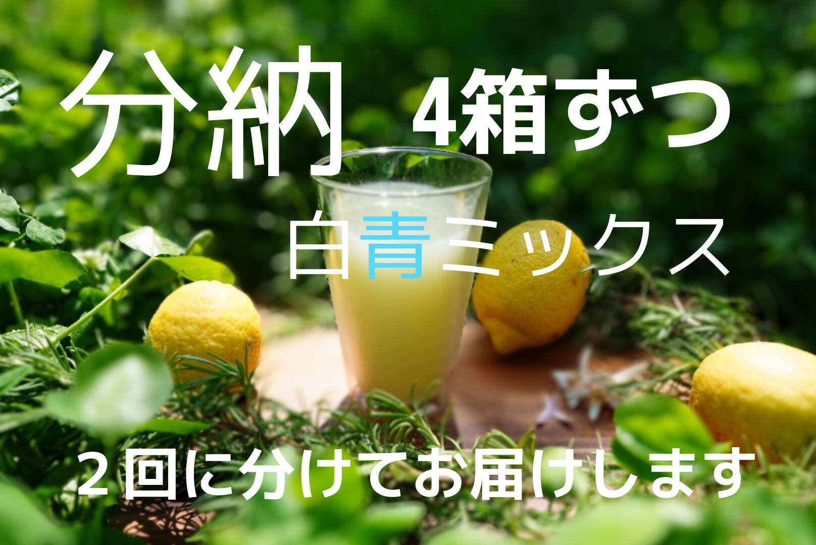 完売【分納】リペアペースト【白青ミックス】4箱ずつ計8箱・4月と9月末に発送(関東送料各1916円=3832円)