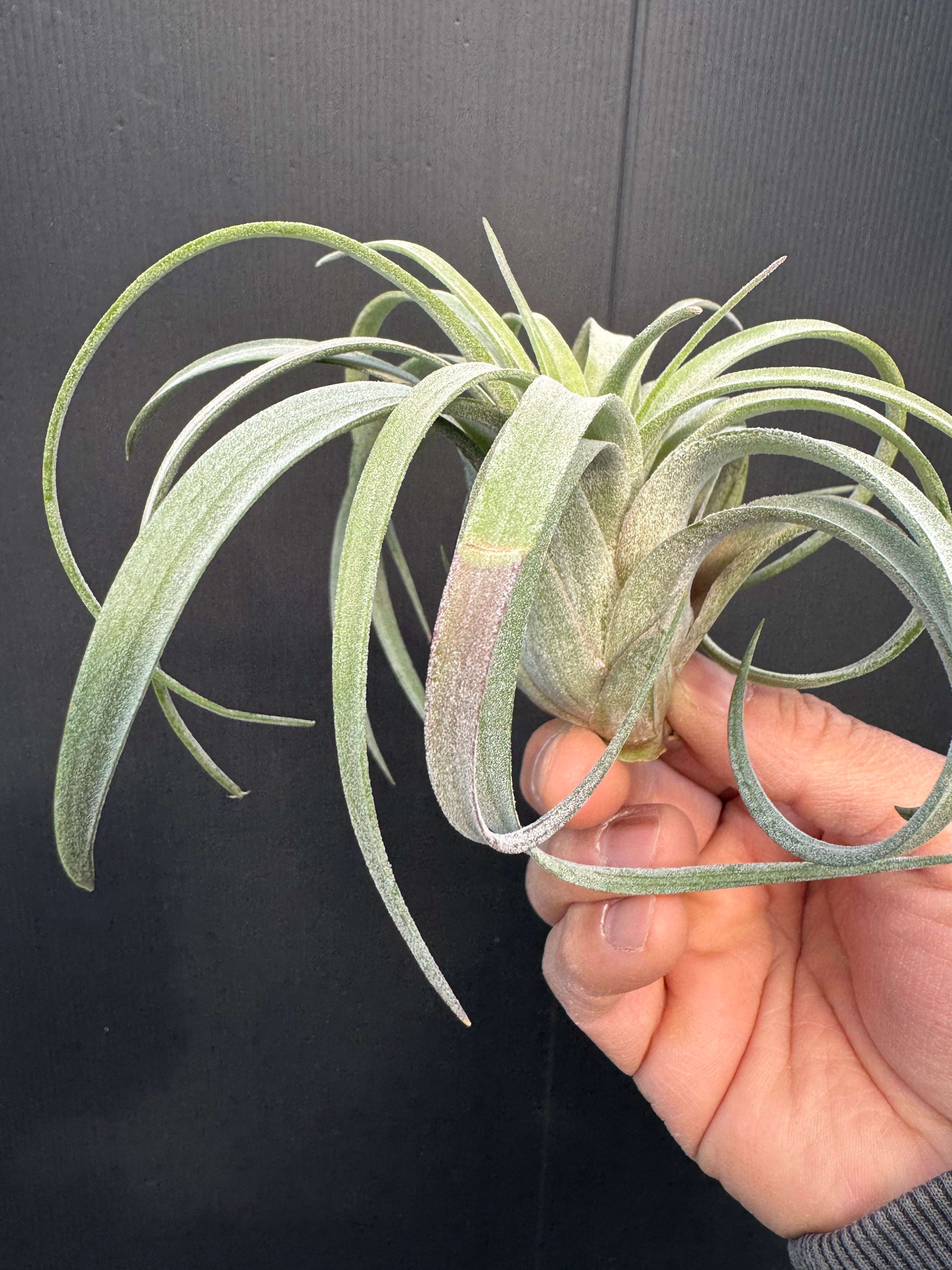 ベアコレアレ x イオナンタロン Bea Correale x ionantha Ron