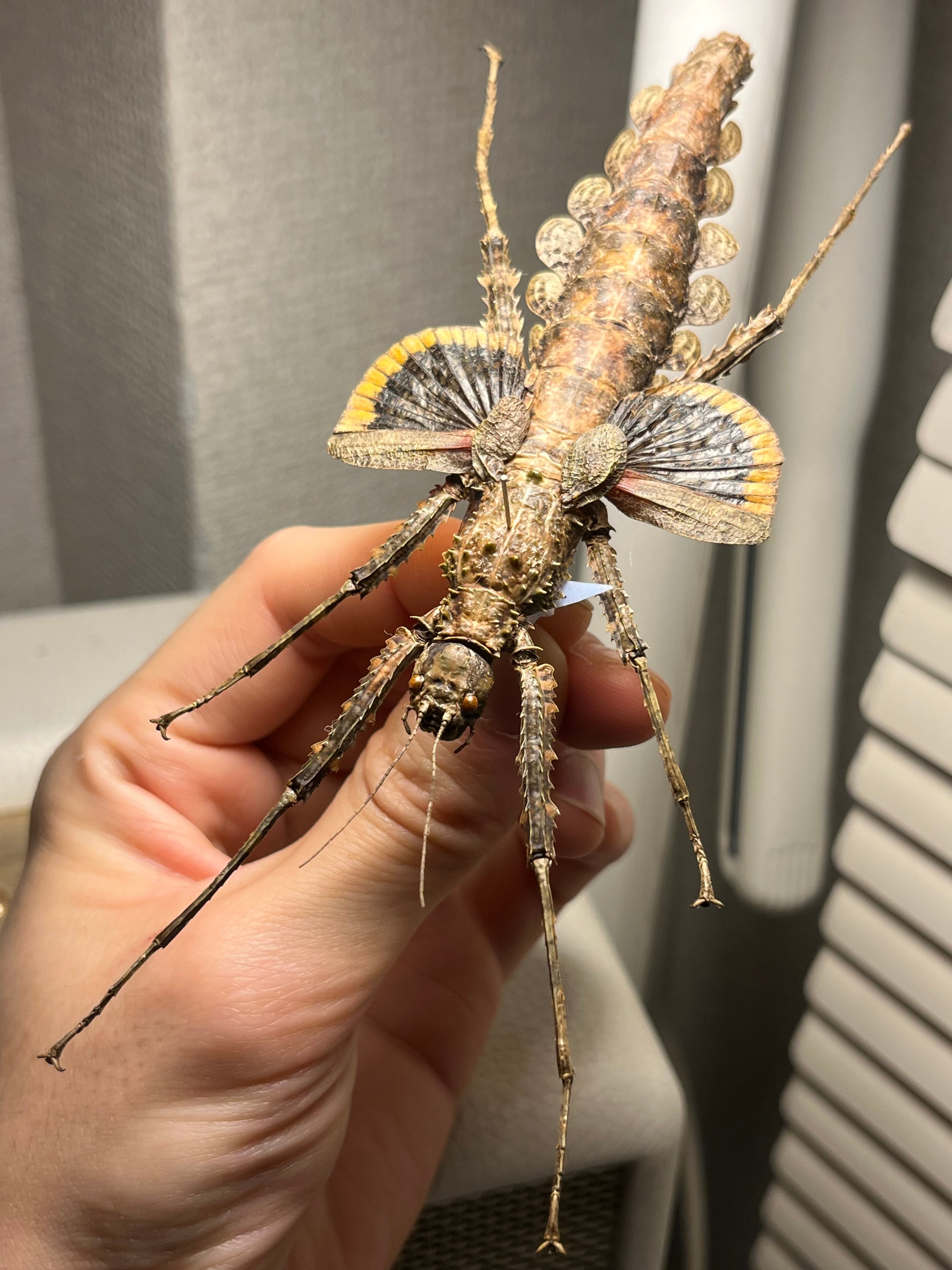 標本】Cotylosoma carlottaeナナフシ コノハムシ タランチュラカマキリ