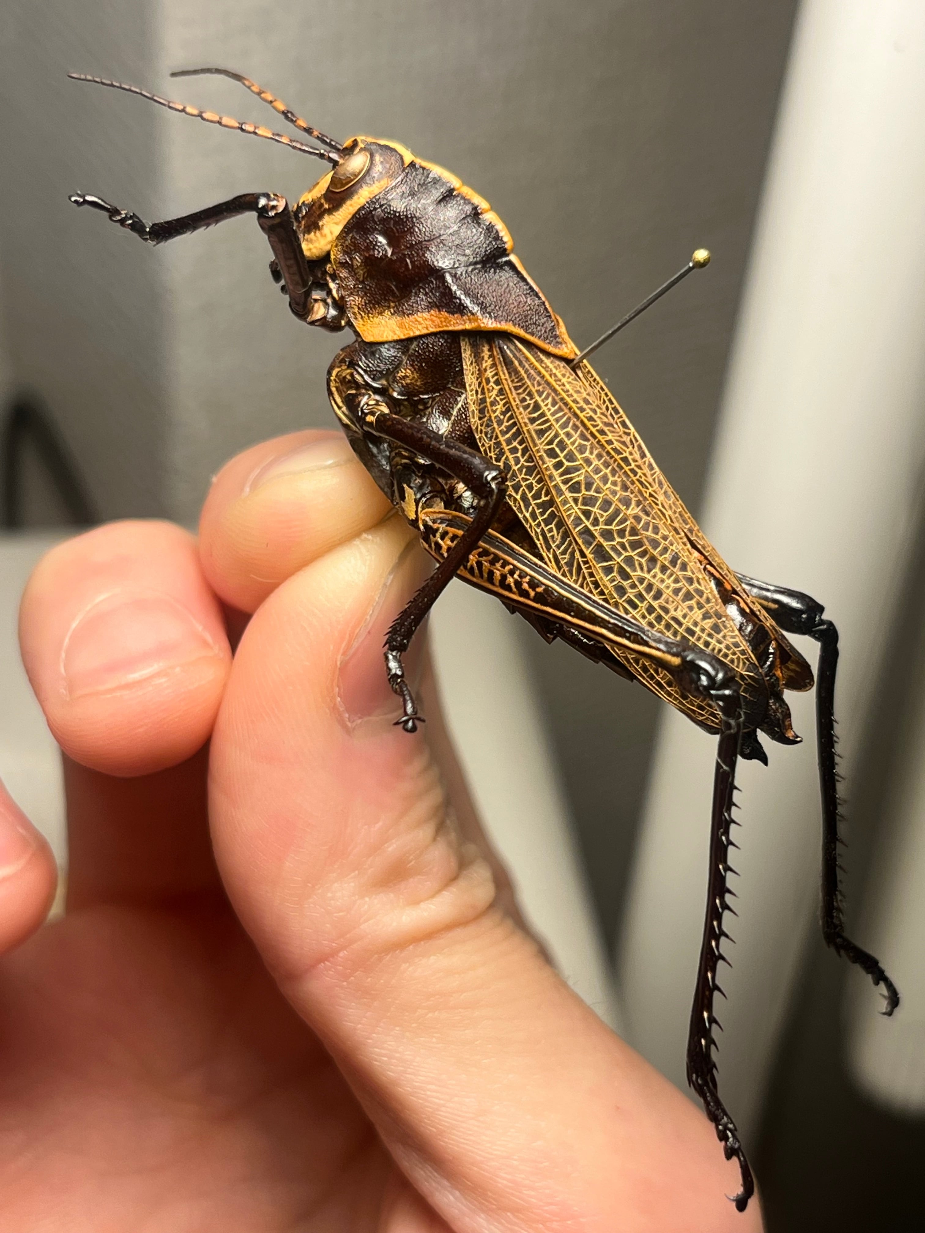 イビルジョーのようなバッタ 標本直翅類 カマキリ マンティス ナナフシ
