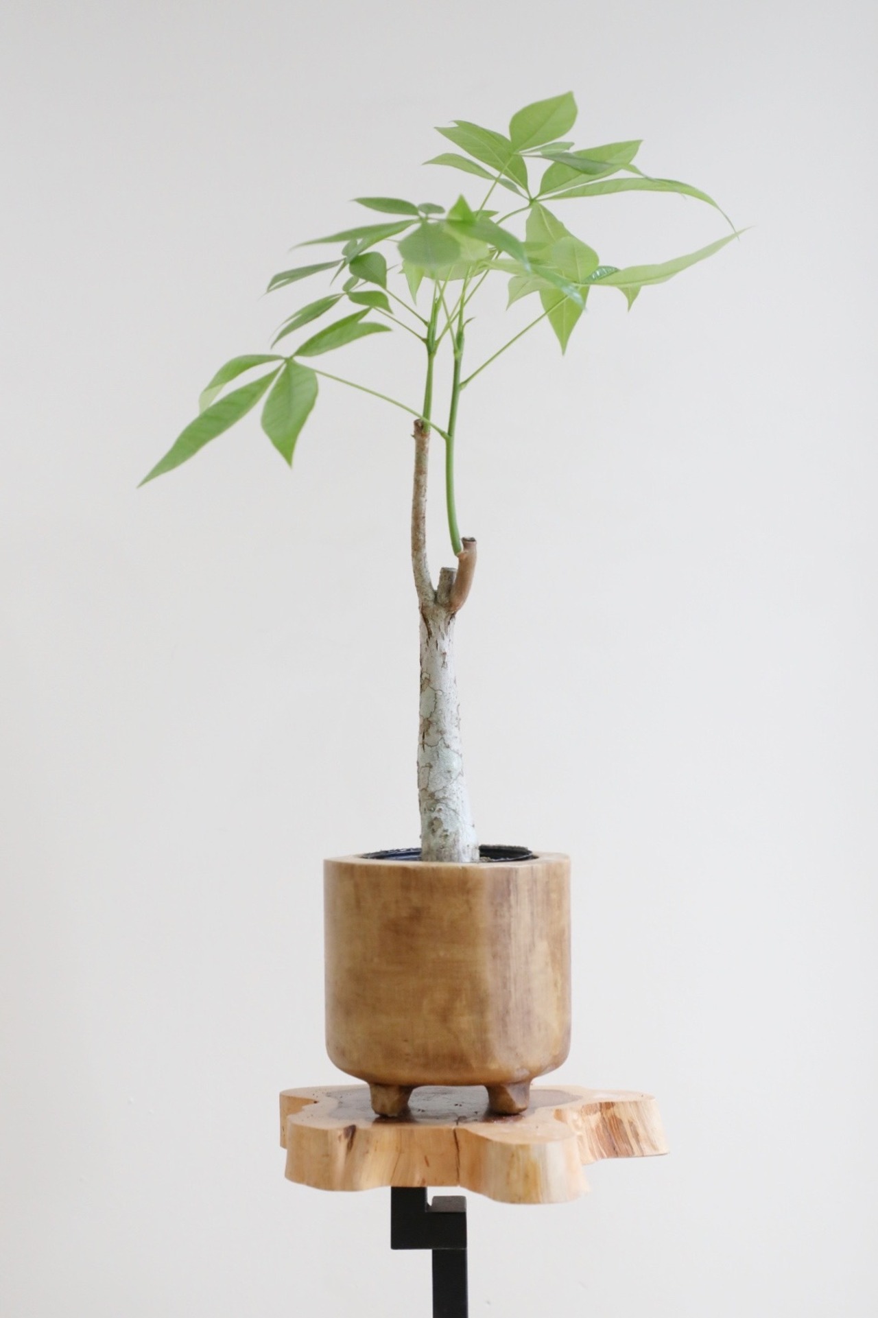 【S】パキラ グラブラ/Pachira