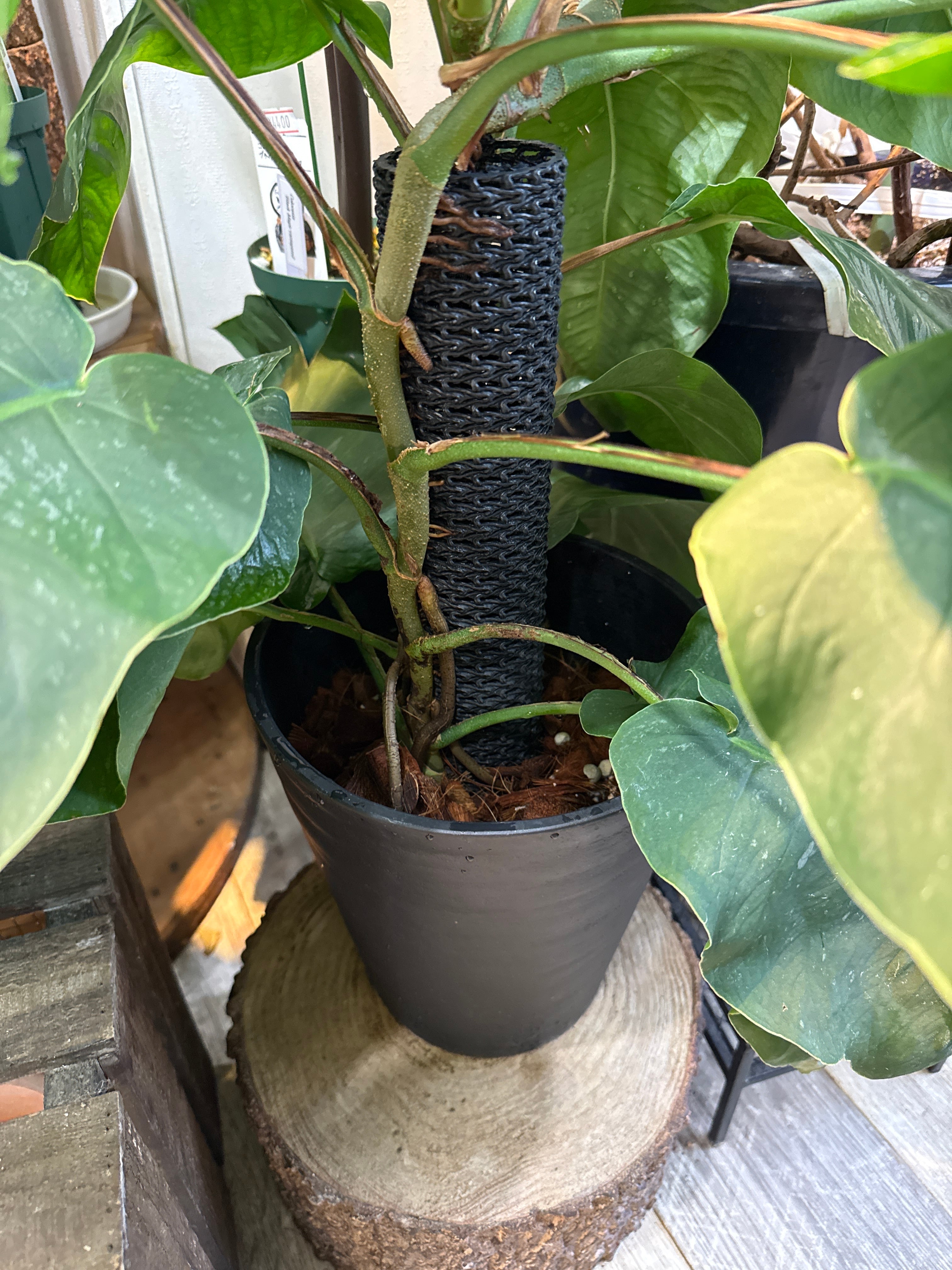 モンステラ デュビア 7号 | Gardenえん 【観葉熱帯植物】
