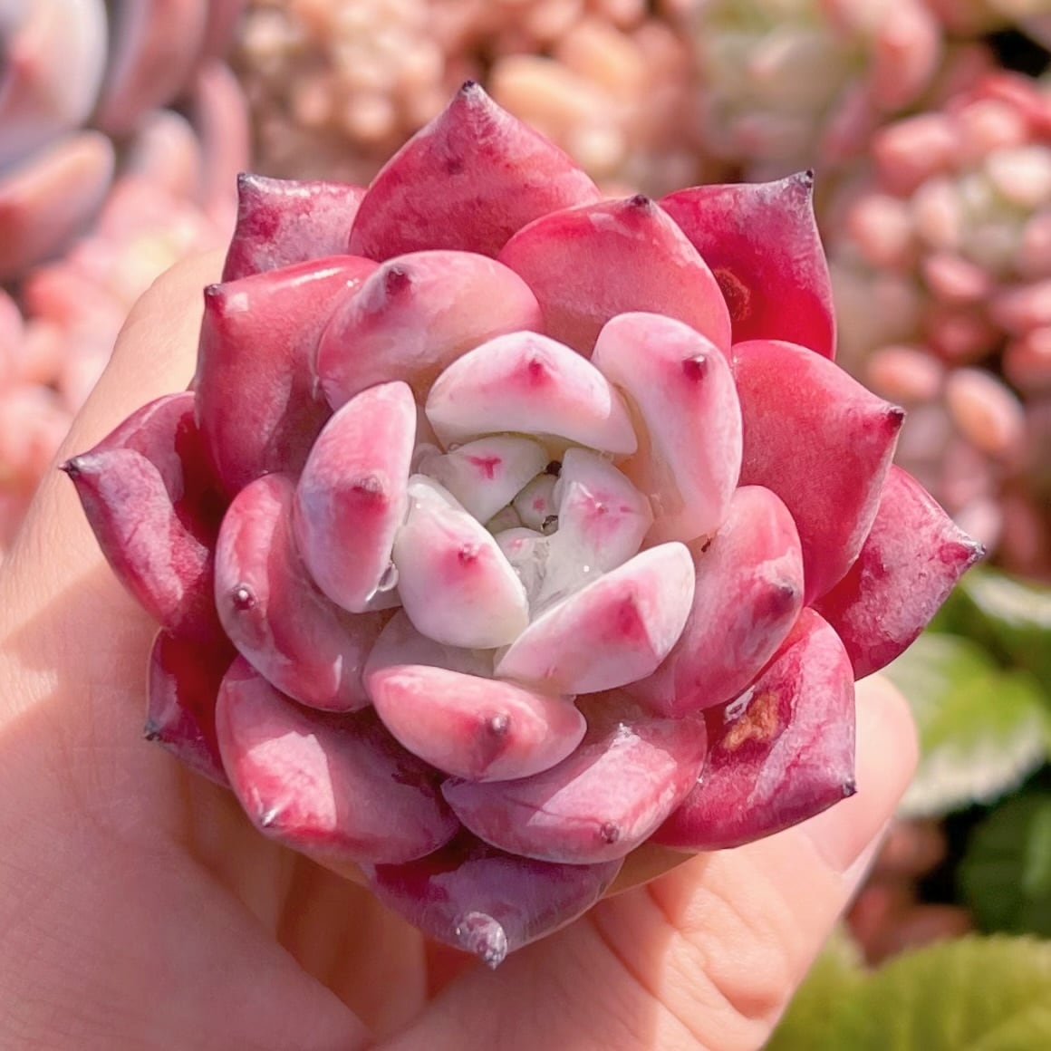 多肉植物　コロラータ　新入荷　るる農園