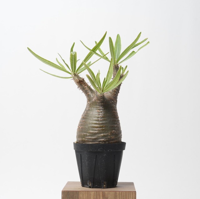 パキポディウム グラキリス no.16〈発根済み〉