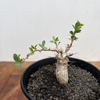 Fouquieria columnaris【フォークイエリア・コルムナリス・観峰玉・実生】