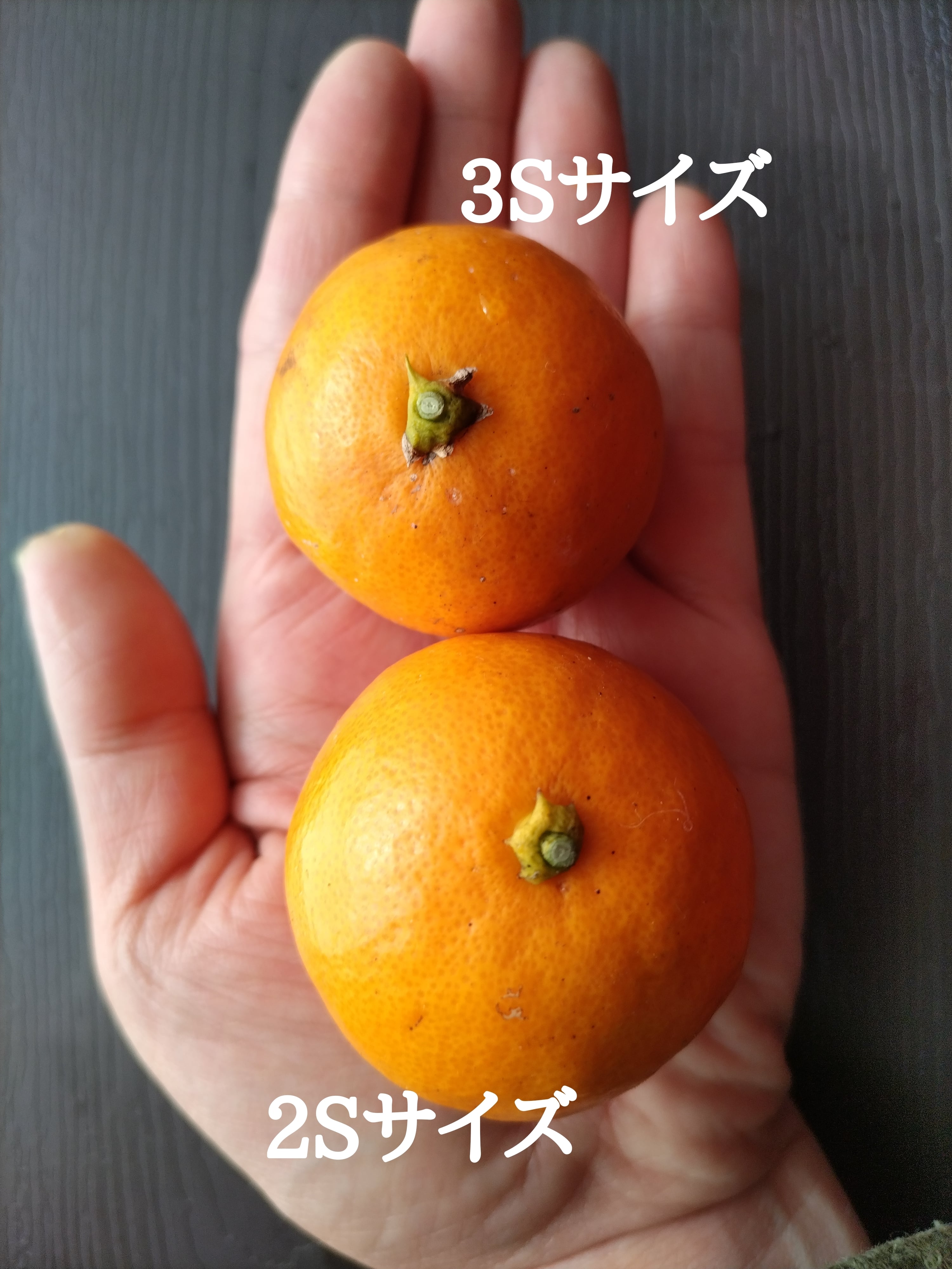 みかん ≪農薬、肥料、除草剤不使用≫パクっと一口 ピンポンみかん【ご家庭用