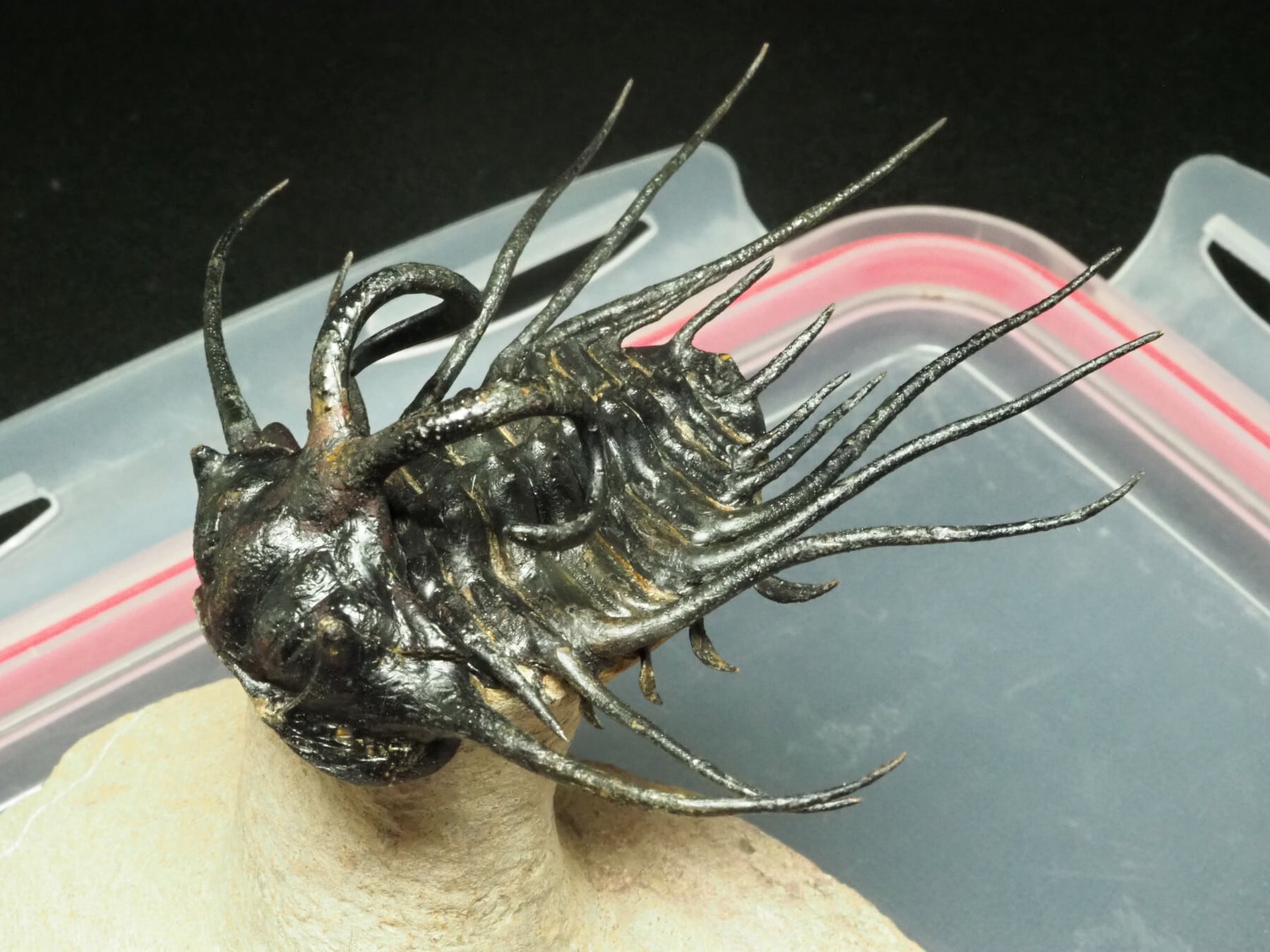 大型！スーパー極上品！三葉虫【Dicranurus monstrosus】モロッコ王