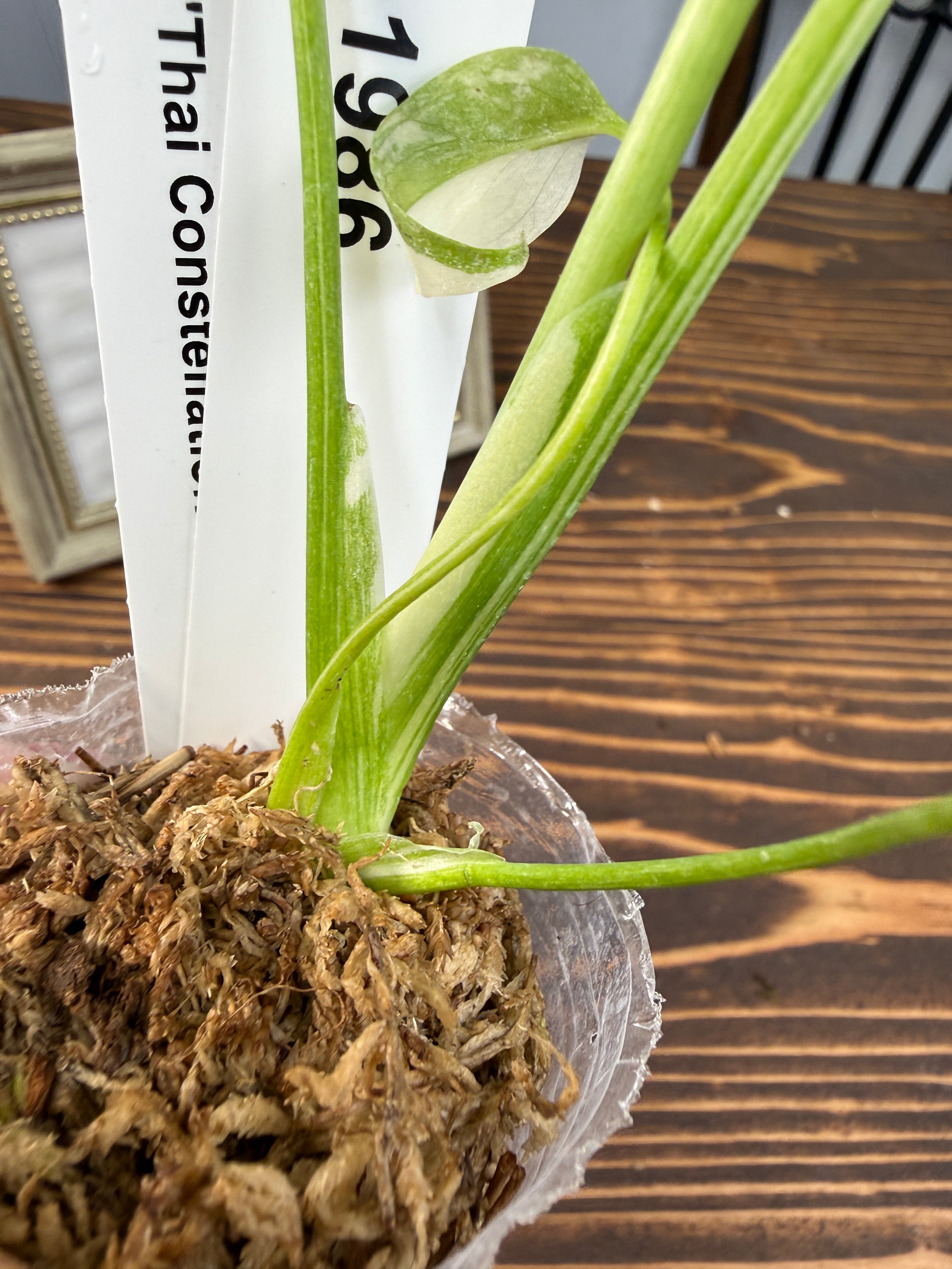 ☆1986 モンステラ デリシオーサ タイコンストレーション（口径5