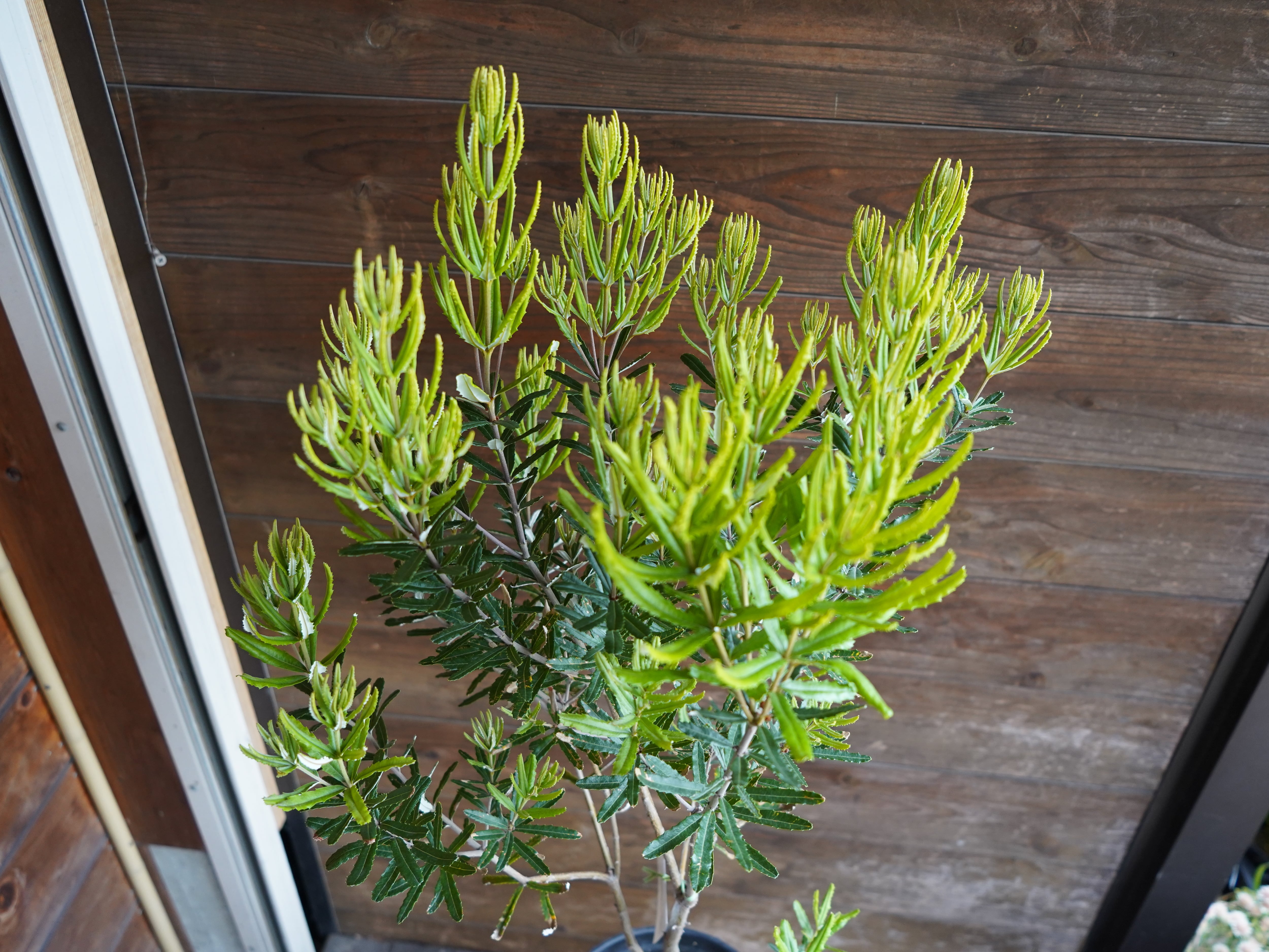 【現物】バンクシア　”セミヌダ”　B