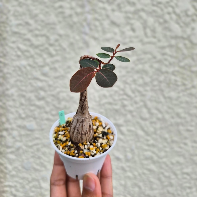 Sサイズ30〚フィランサス・ミラビリス〛Phyllanthus Mirabilis 塊根植物 コーデックス ポット発送