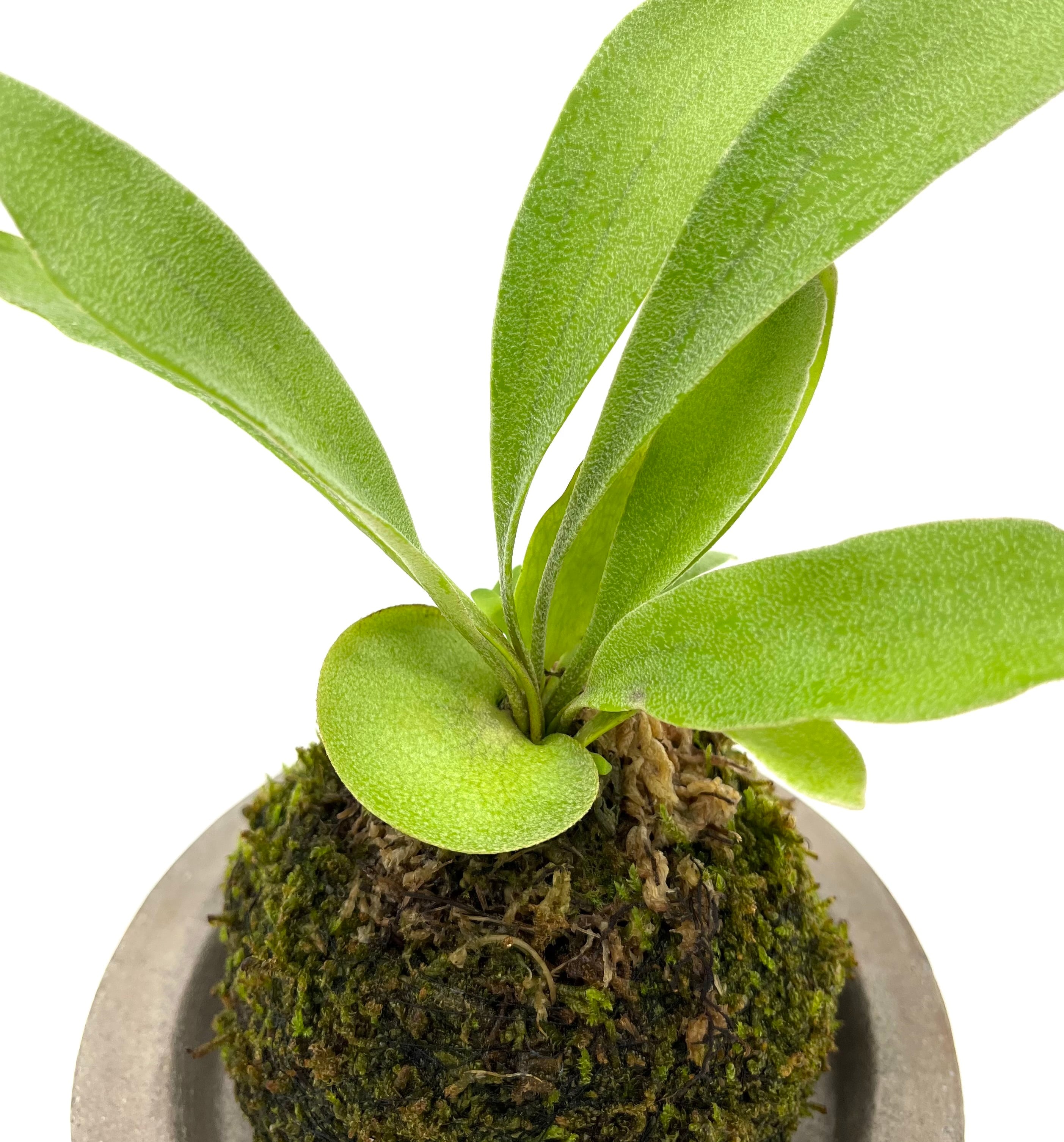 ビカクシダ Moss Ball（びかくしだこけだま） | Fine Pot+