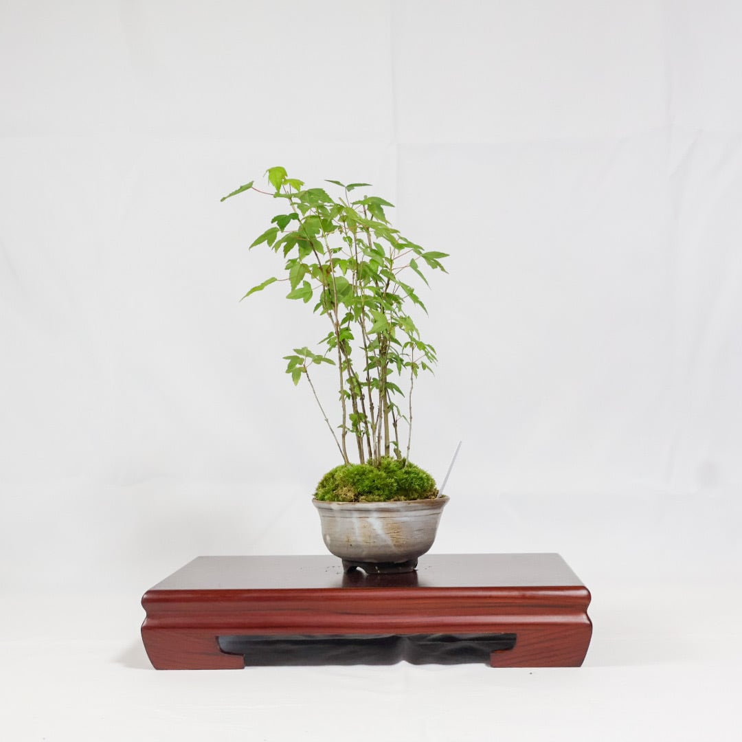 唐楓／トウカエデ盆栽（NA-003） | 和の暮らし盆栽店 | 公式オンライン