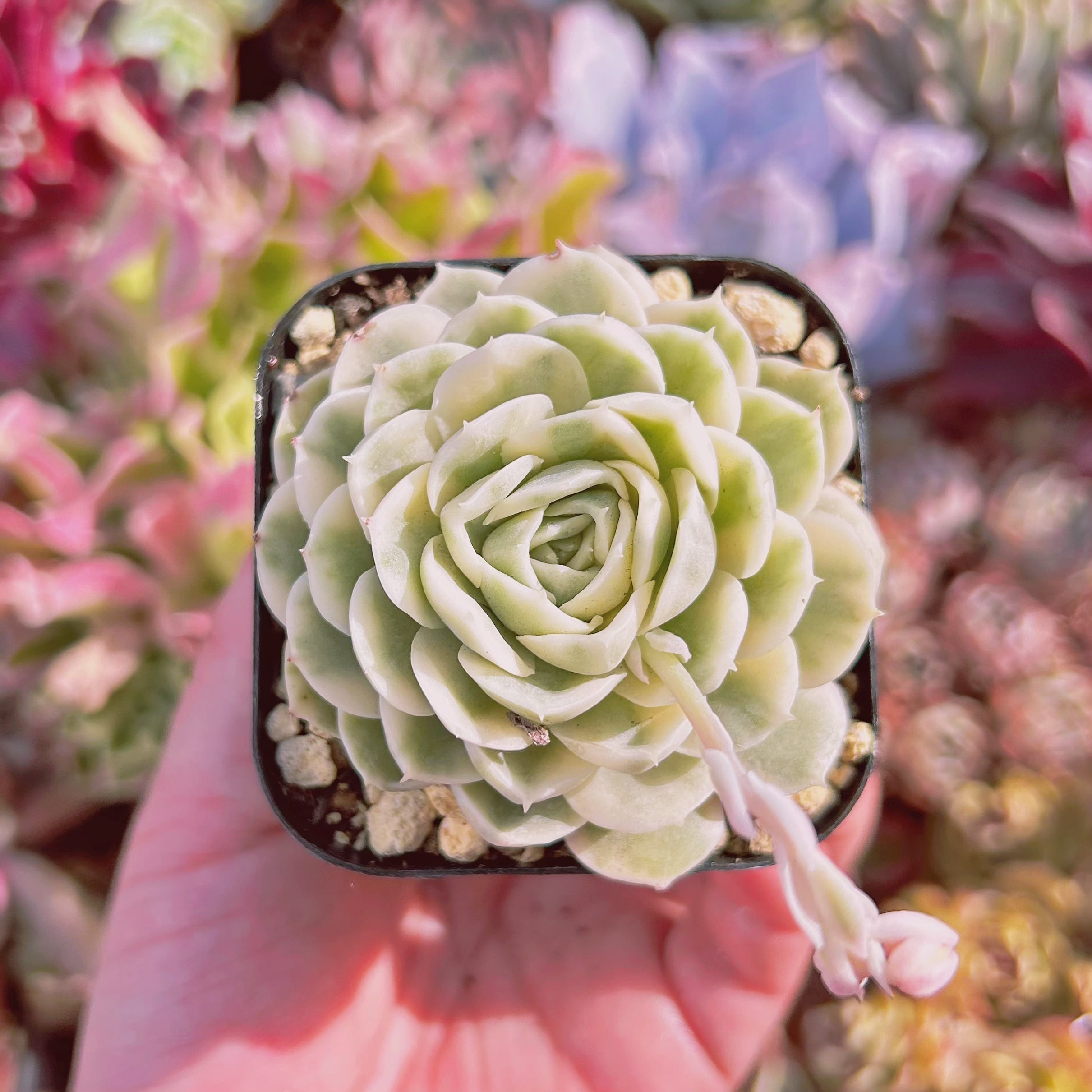 d7e097407f3d3771db1f27c2780c88