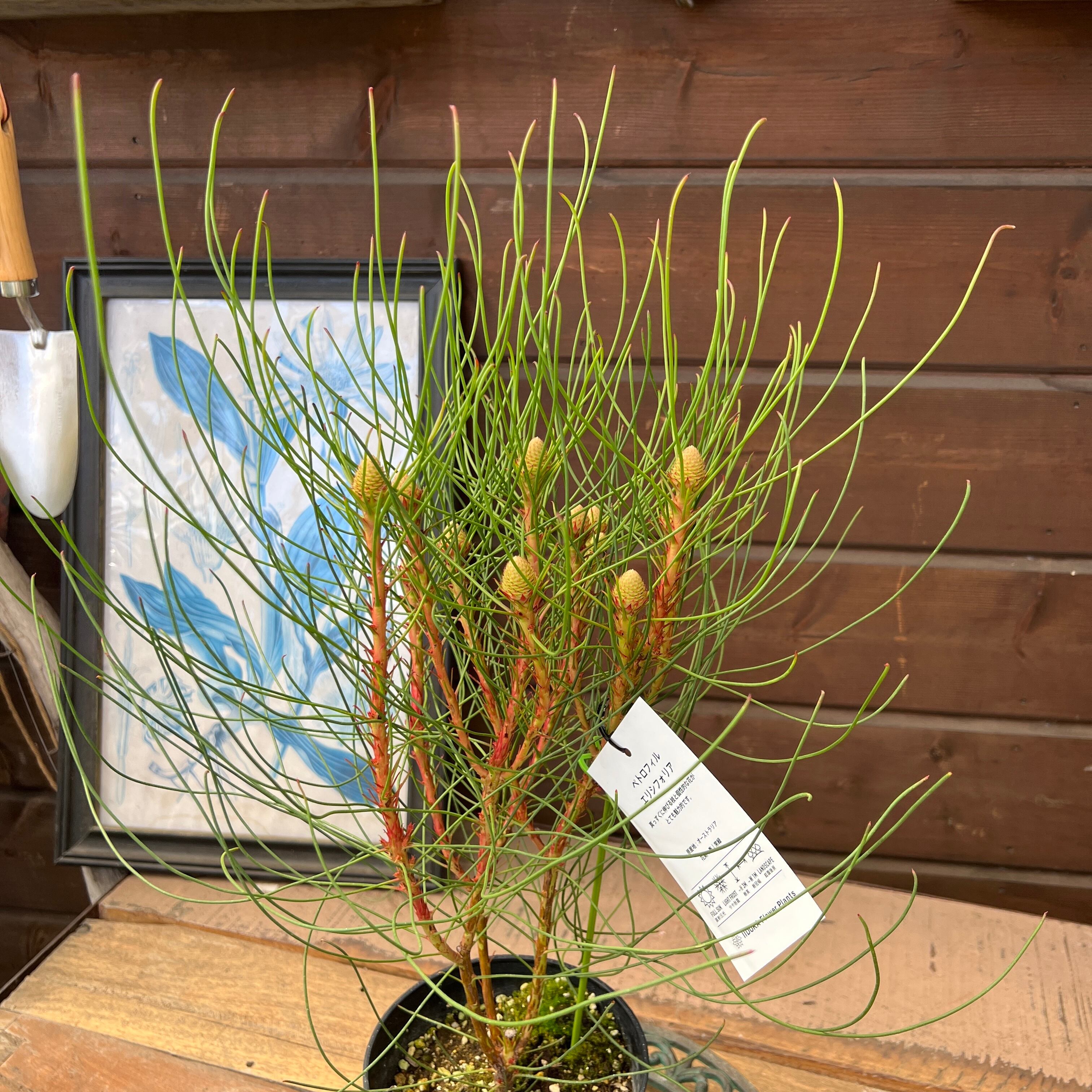 ペトロフィル エリシフォリア オージープランツ ペトロフィレ