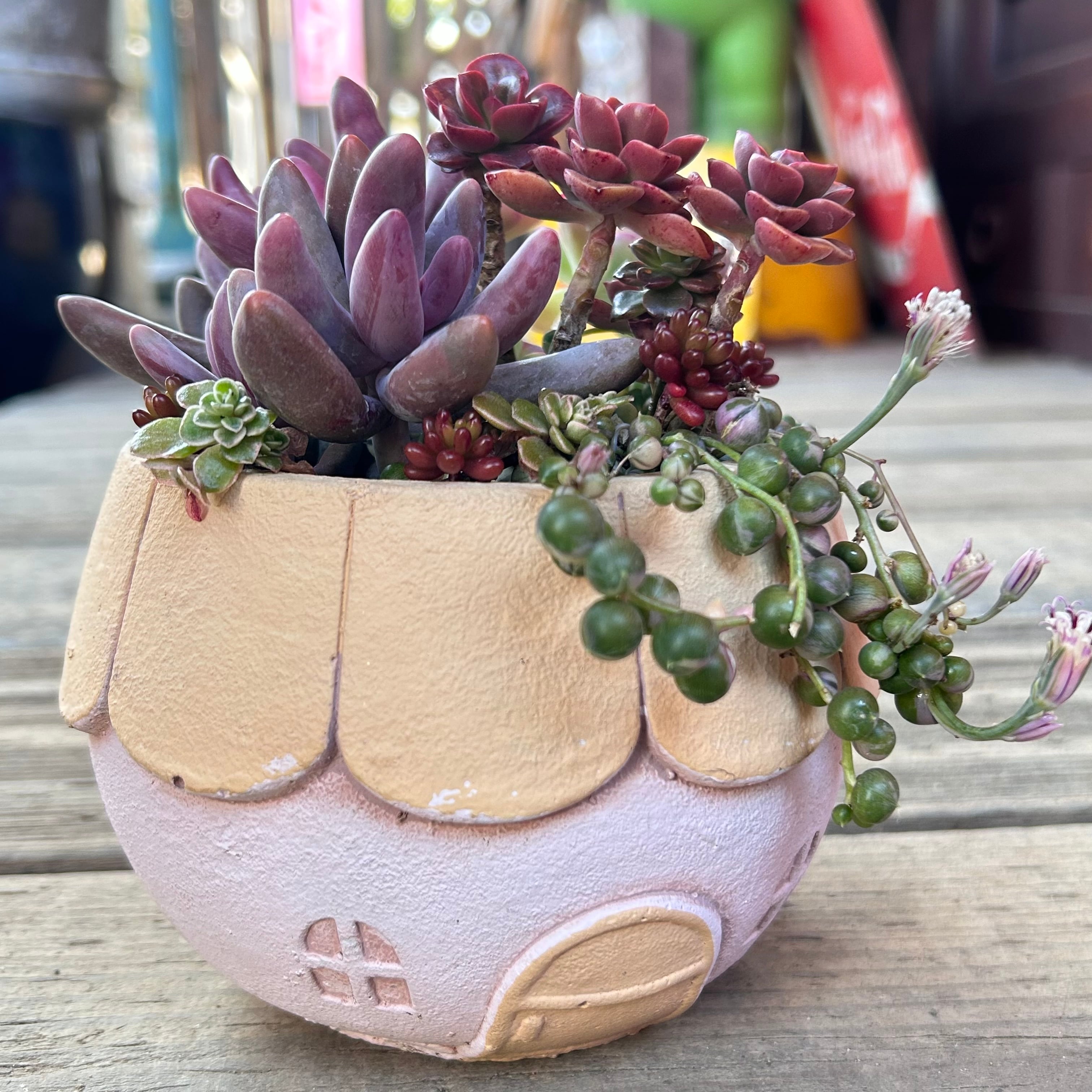 多肉植物 エンジェルスフィンガー カット苗 10個 No.14 多肉植物 抜き苗 エンジェルスフィンガーレッド - メルカリ