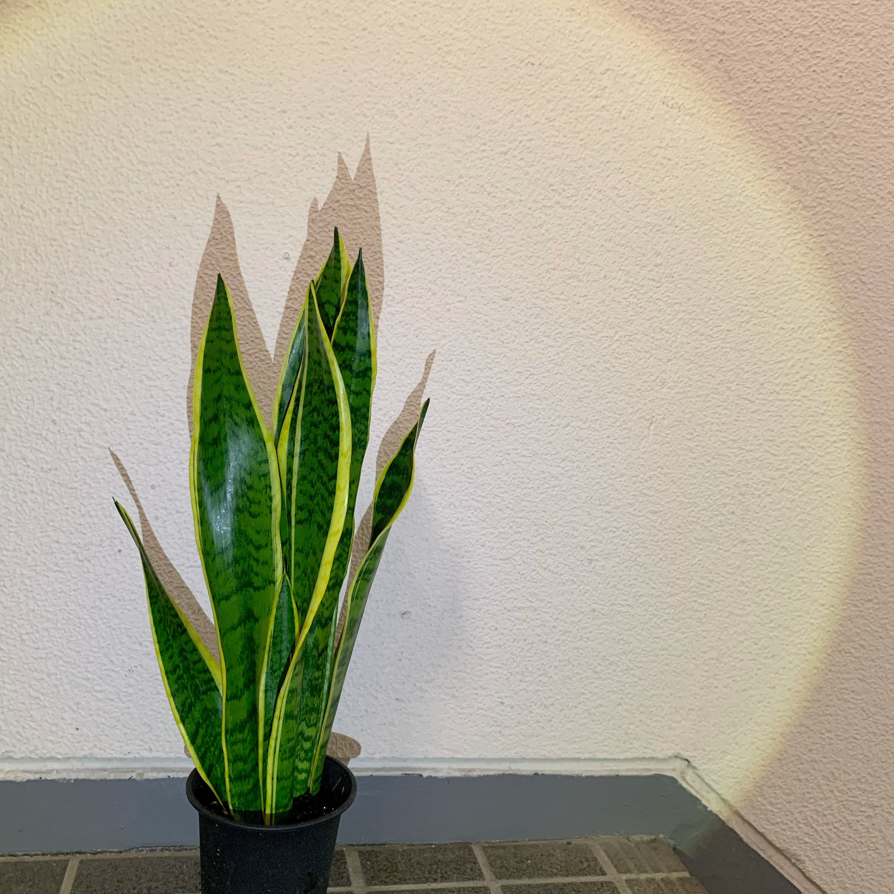 サンセベリア 花いちもんめ