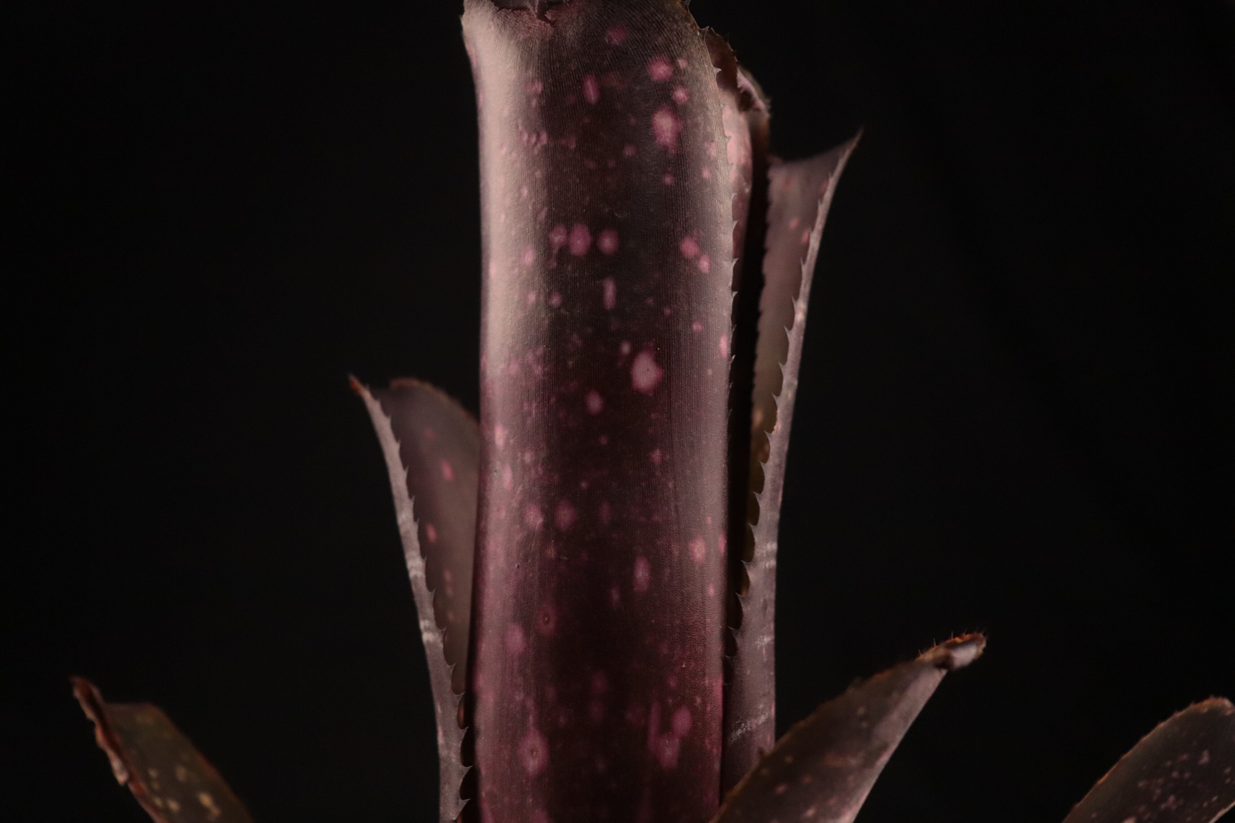 送料無料】Billbergia 'Kolan Knockout'〔ビルベルギア〕現品発送B0125