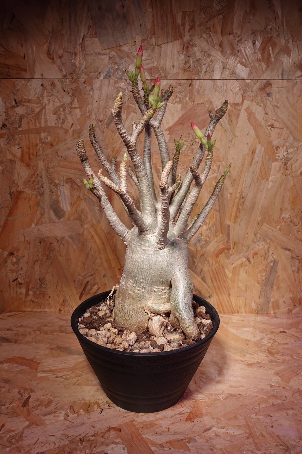 ケラリアピグマエア 現地球 ケラリアピグマエア 現地株 発根済g | HANDS PLANTS