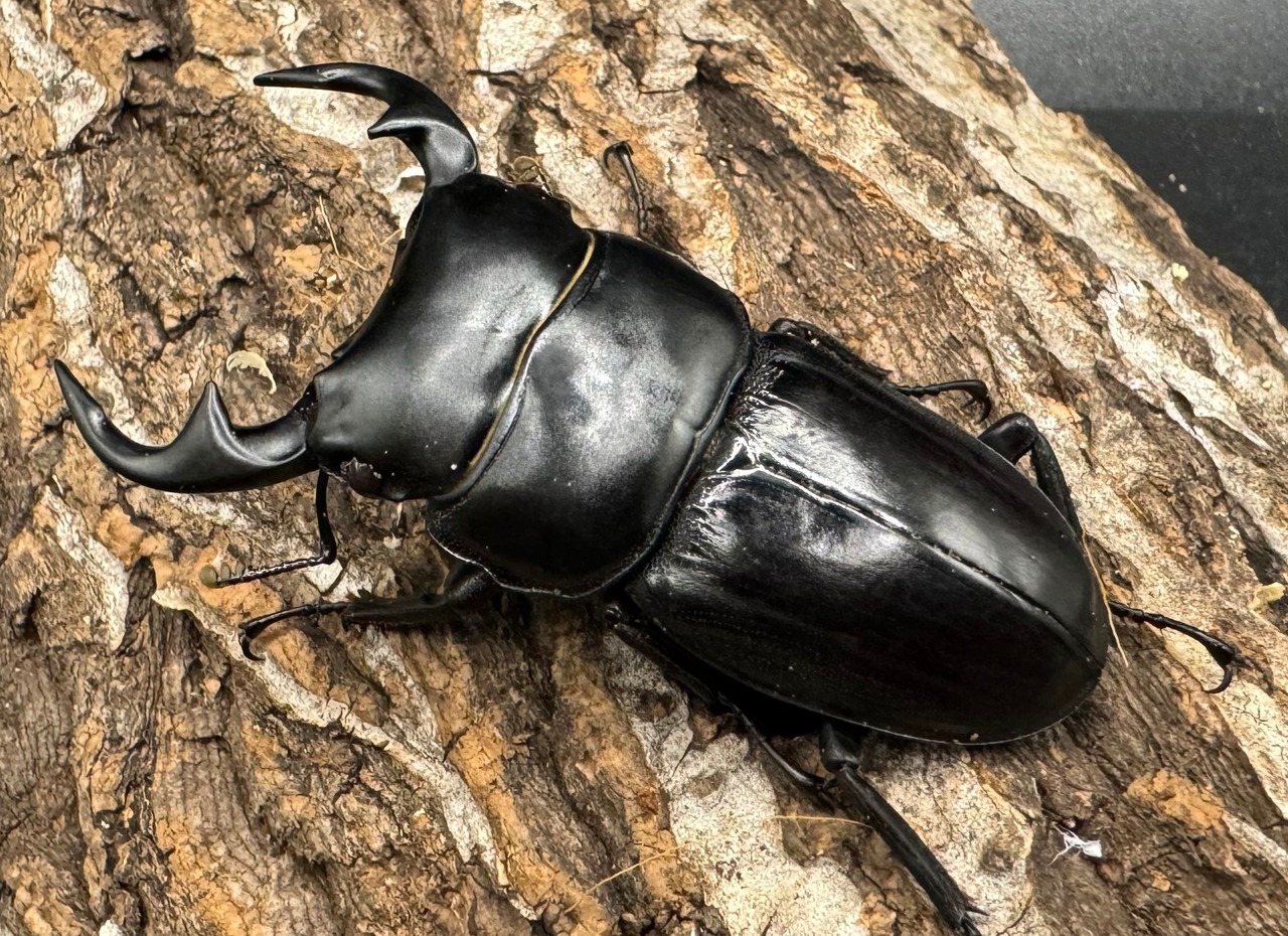 【WD】《クルビデンスオオクワ 雲南省産 61mm ペア》