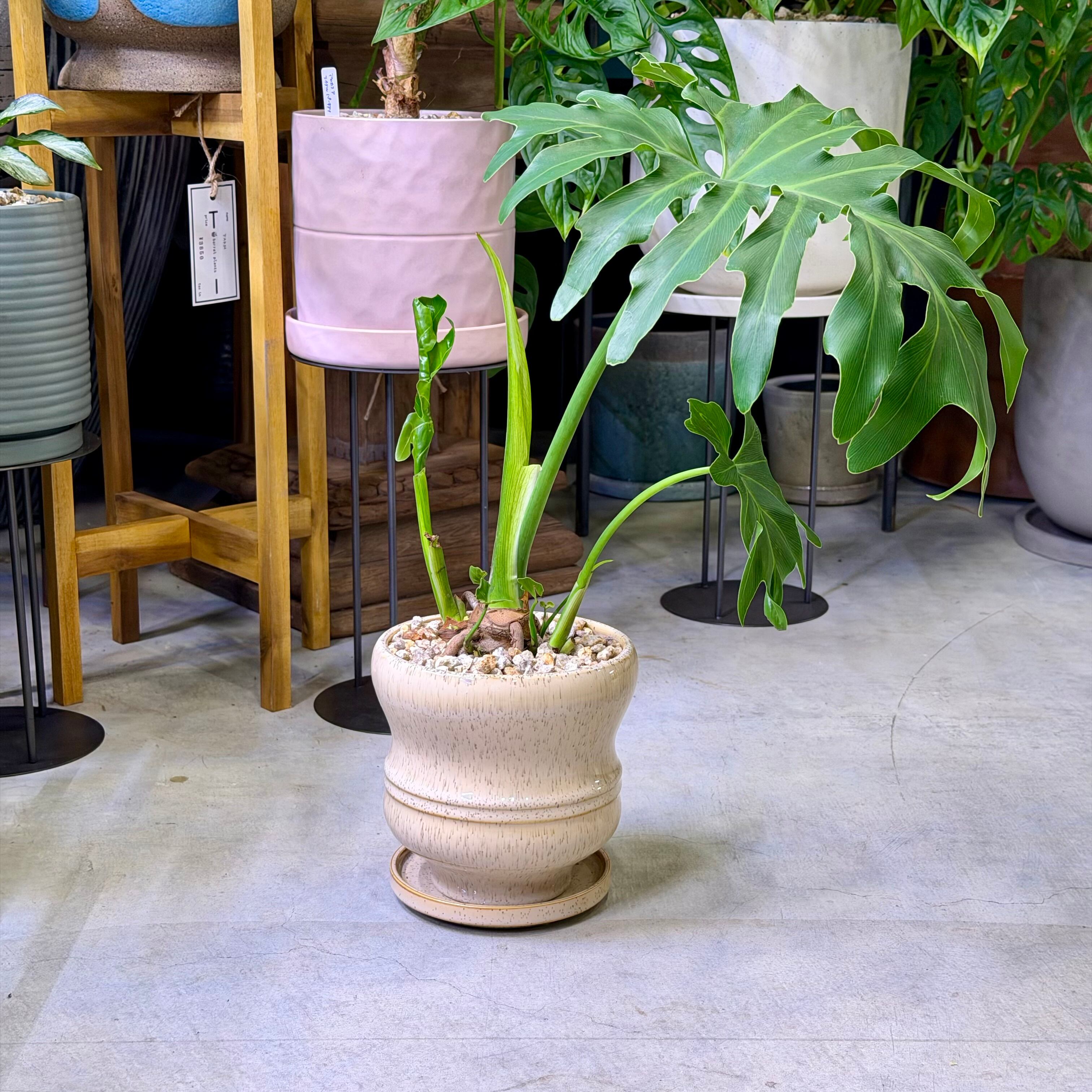 フィロデンドロン・ビレッティア | barrelplants_BONSAI