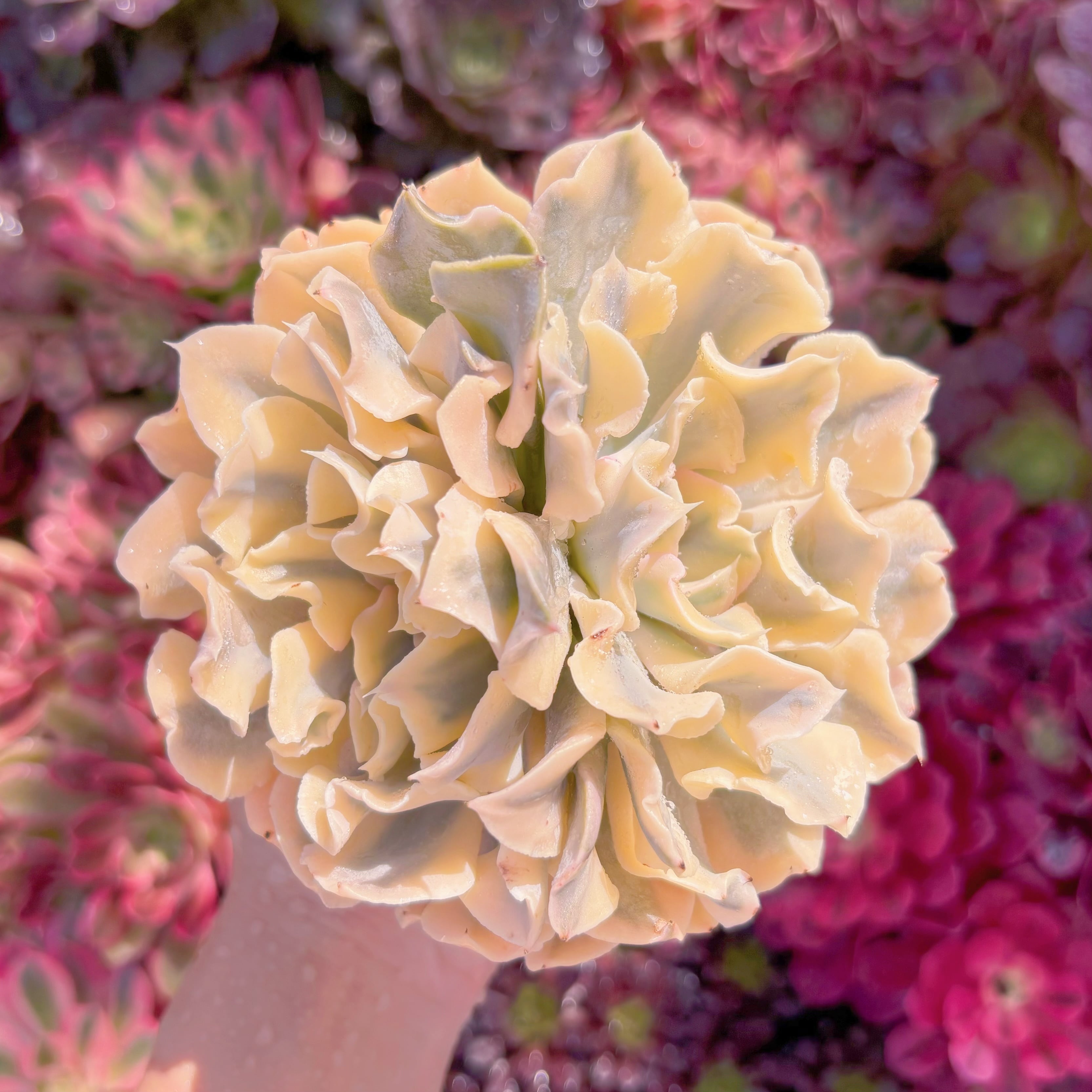 現品　シャフラン錦#M286　大苗　在庫僅少　るる農園