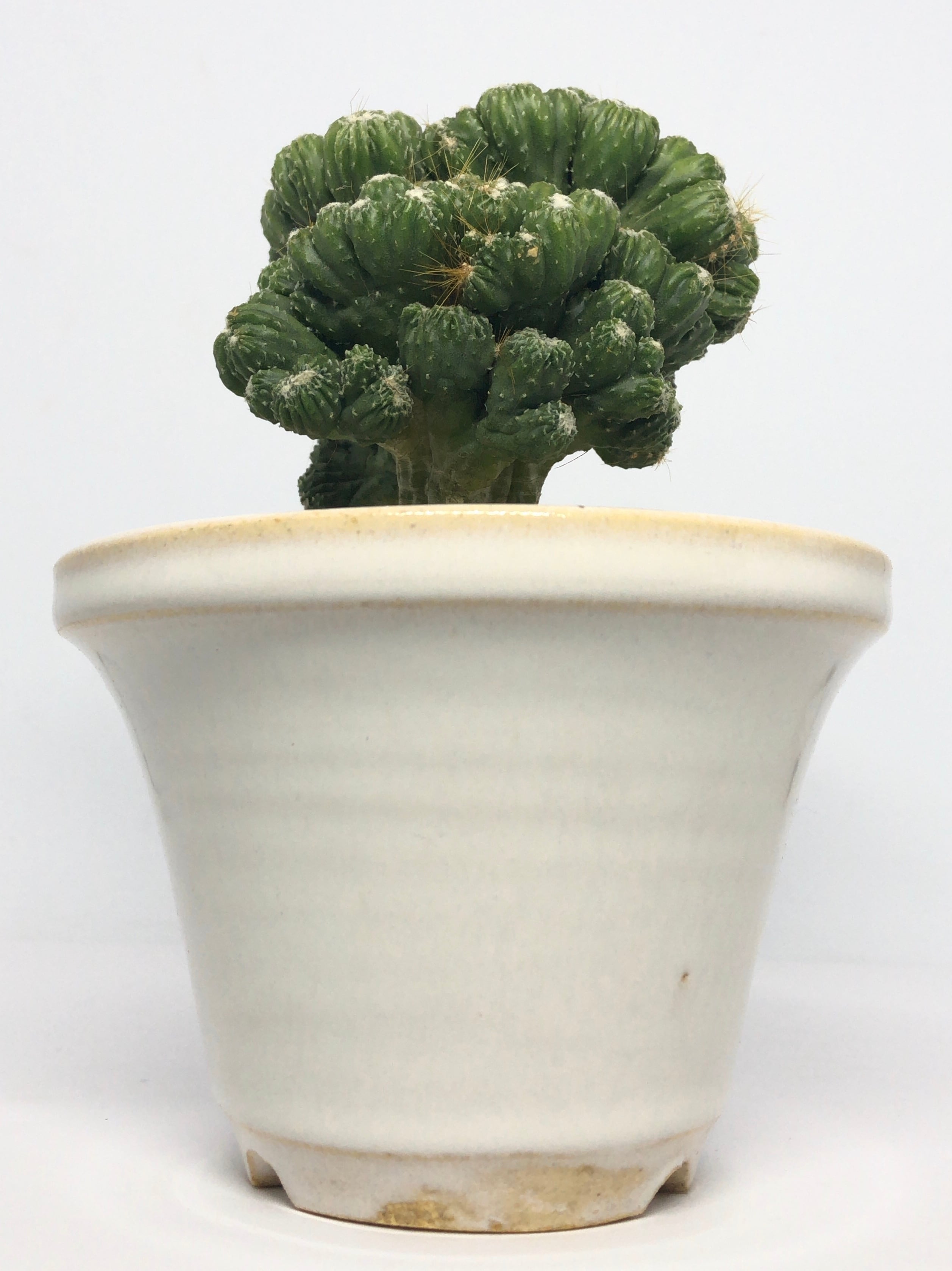 セレウス・ペルヴィアナス綴化 | trigger