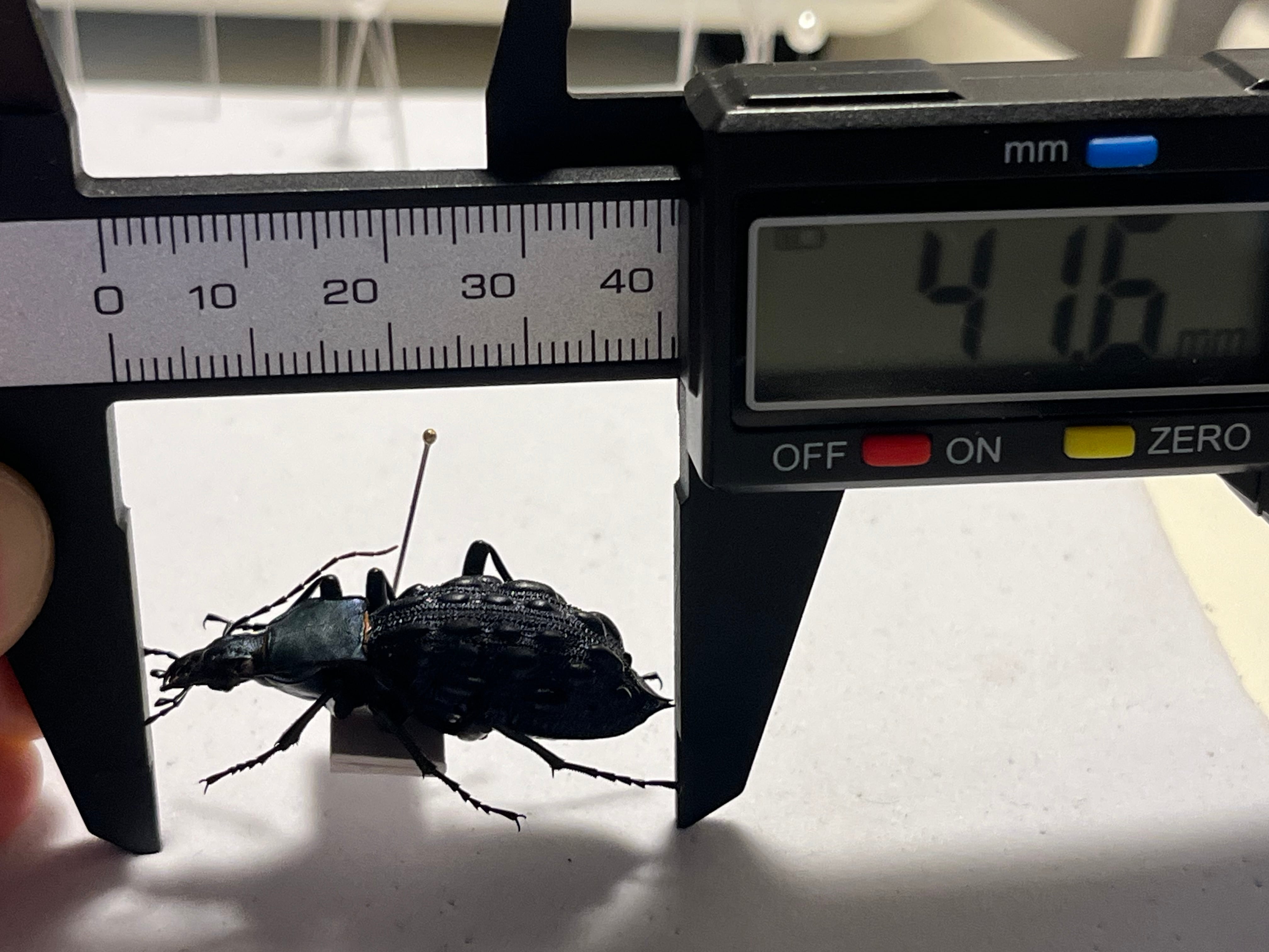 【41mm】Coptolabrus pustuliferイボカブリモドキ標本 41mm】Coptolabrus pustulifer ssp.オサムシ イボカブリモドキ標本