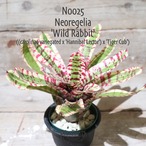 【送料無料】Neoregelia 'Wild Rabbit'〔ネオレゲリア〕現品発送N0025