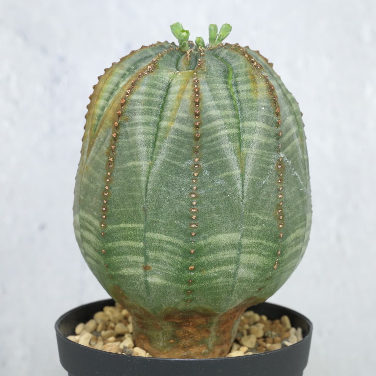 メール便対応! オベサ オス 実生 ユーフォルビア | deborahmarshlaw.com