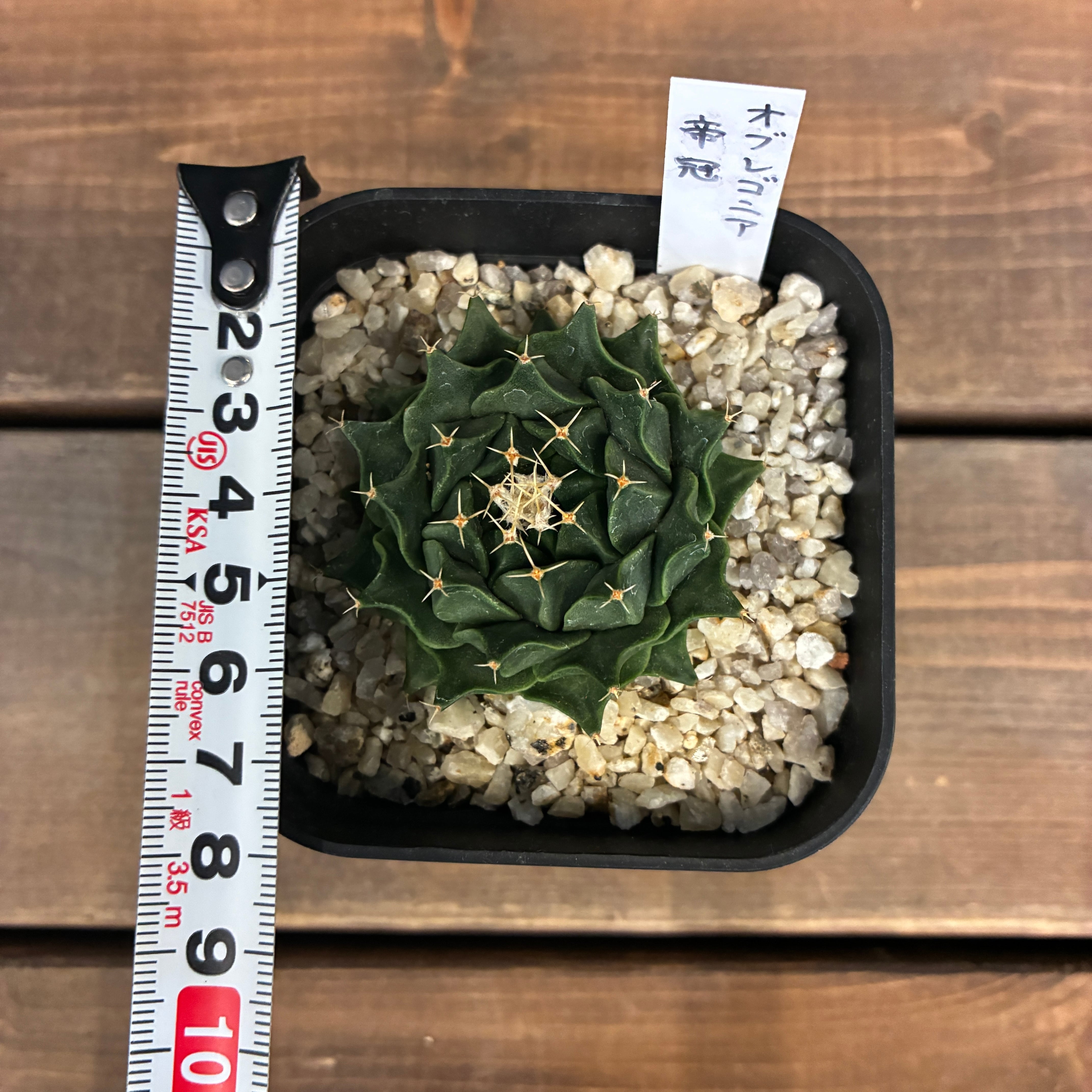 1万円以上10%OFFクーポン対象】サボテン オブレゴニア 帝冠【211