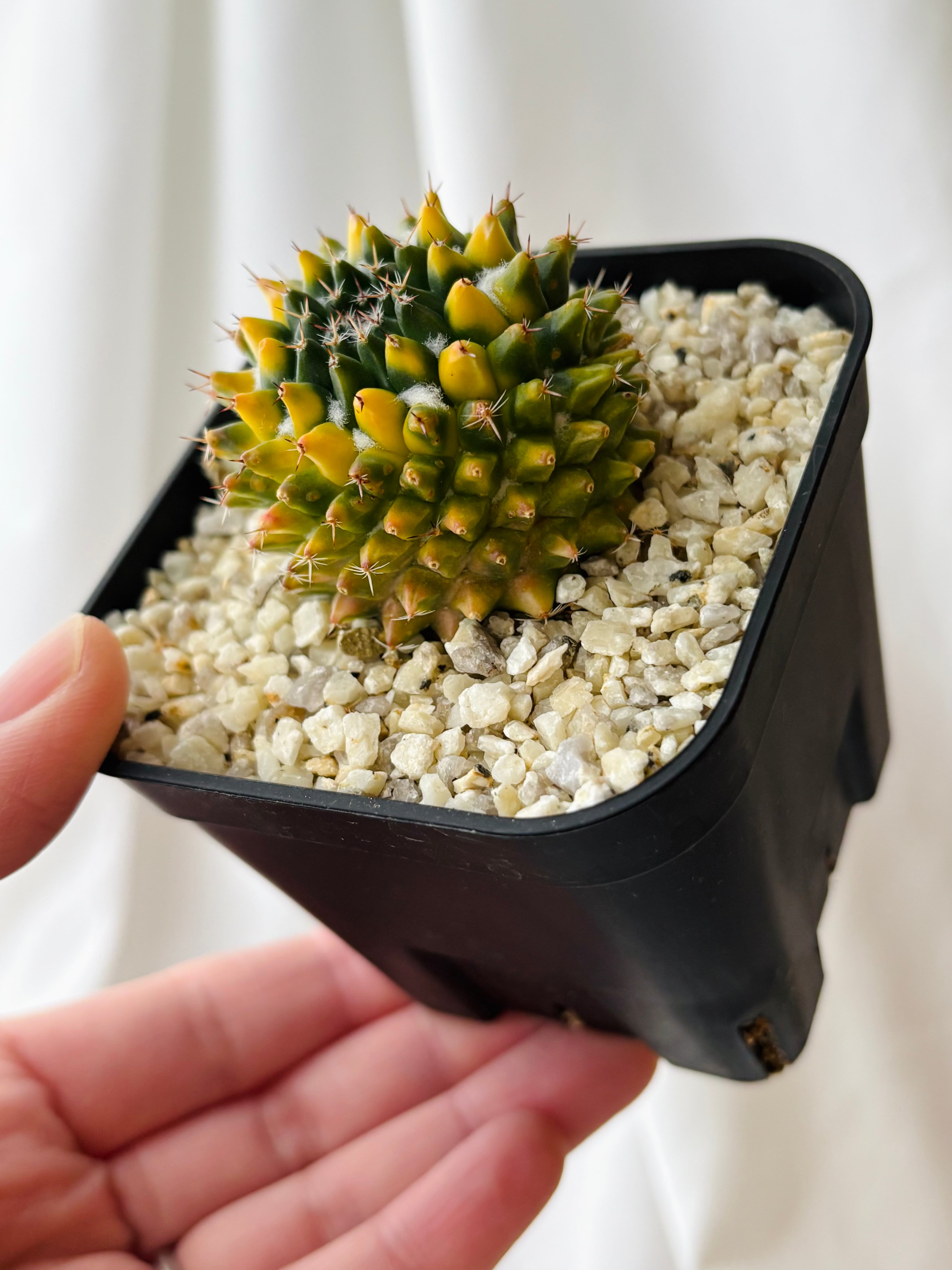 Mammillaria sempervivi v. caput-medusae マミラリア 景清錦 サボテン